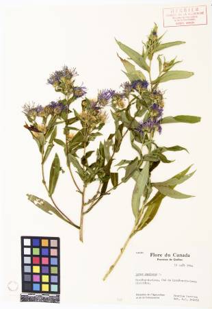 Aster ponceau - plante adulte