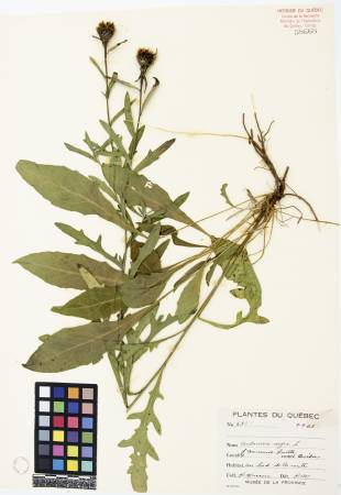 Centaurée noire - plante adulte