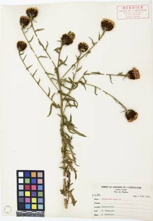 Centaurée noire - plante adulte