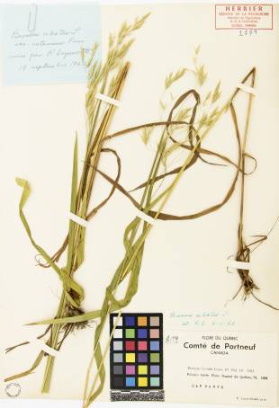 Brome cilié - plante adulte