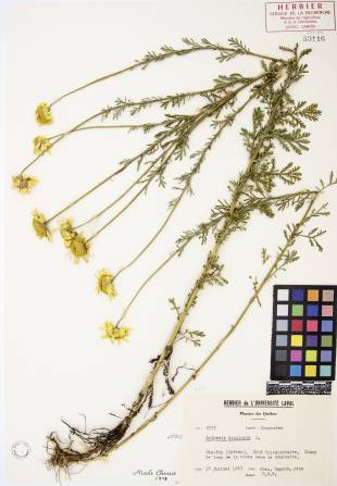 Camomille jaune - plante adulte