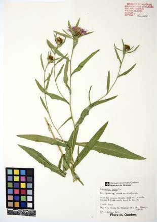 Centaurée jacée - plante adulte