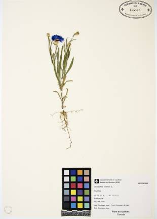 Centaurée bleuet - plante témoin