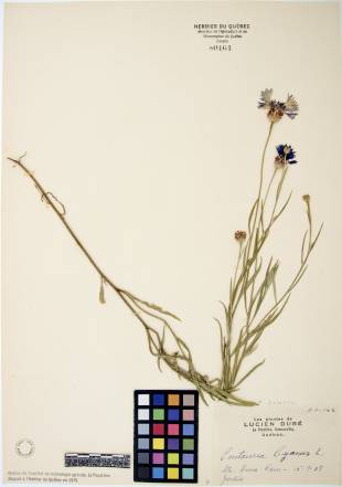 Centaurée bleuet - plante adulte