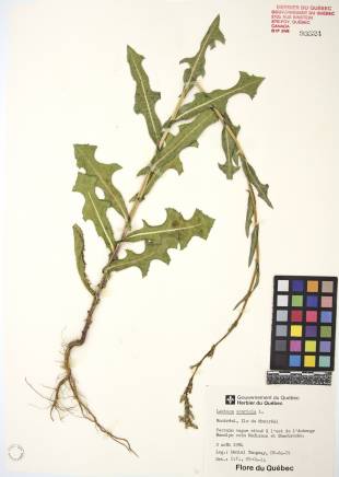 Laitue scariole - plante adulte
