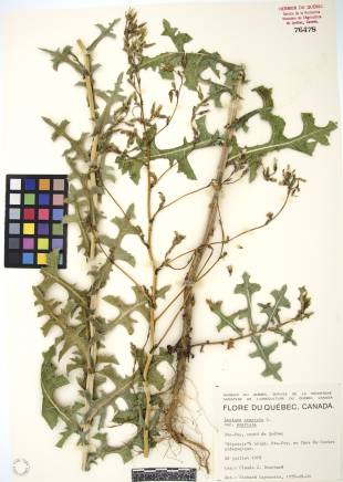 Laitue scariole - plante adulte