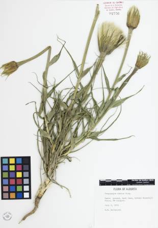 Salsifis majeur - plante adulte