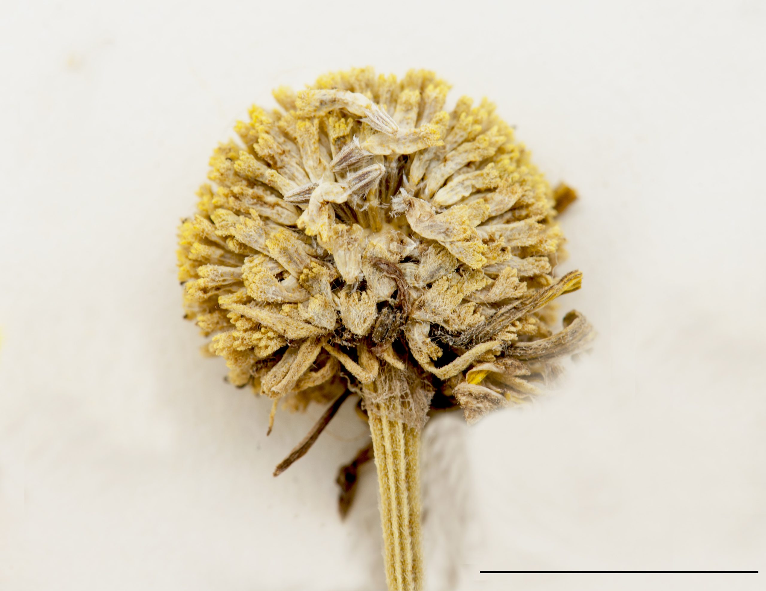 Fleur composée de nombreux fleurons jaunes sur un capitule de 2 à 5 cm de diamètre