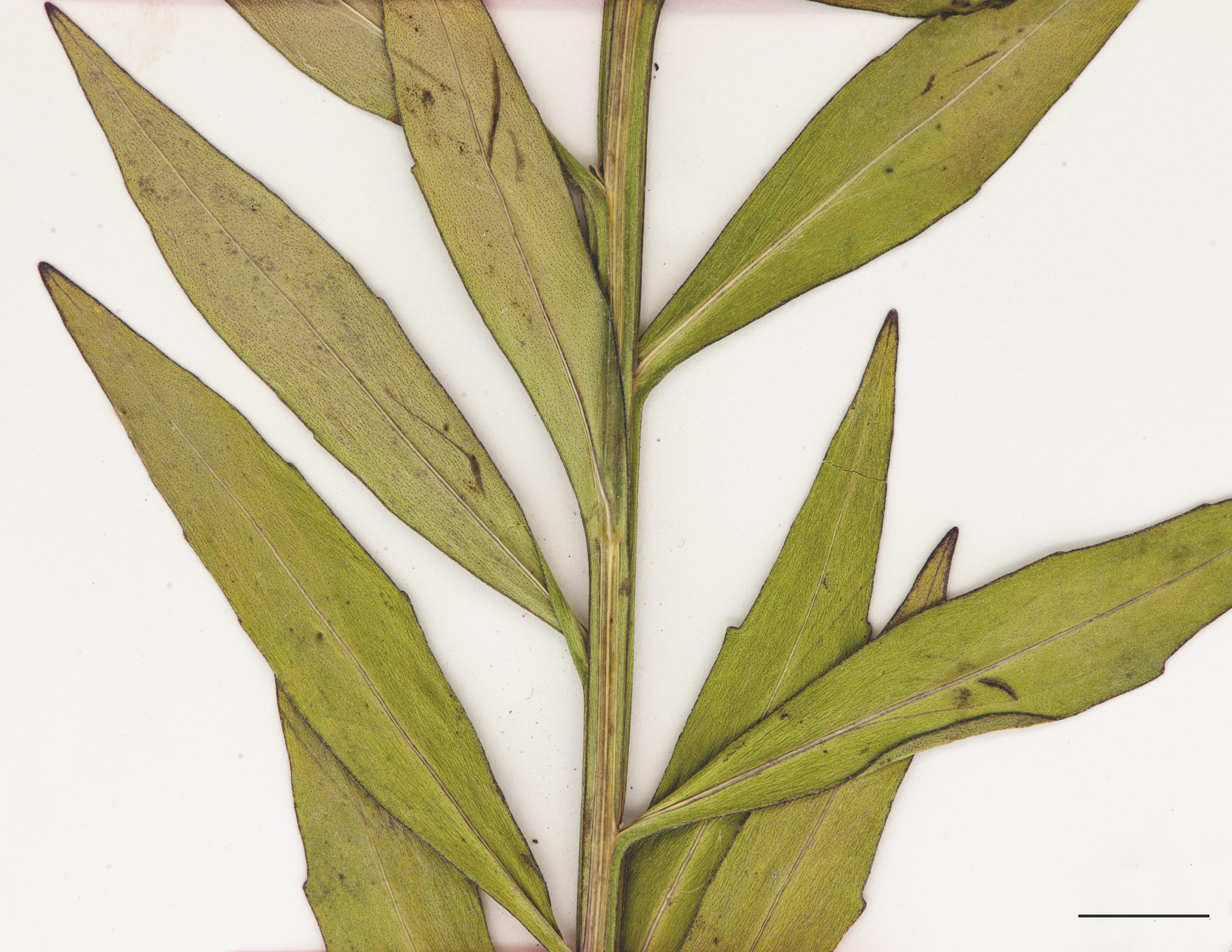 Feuilles de forme oblongue à lancéolée