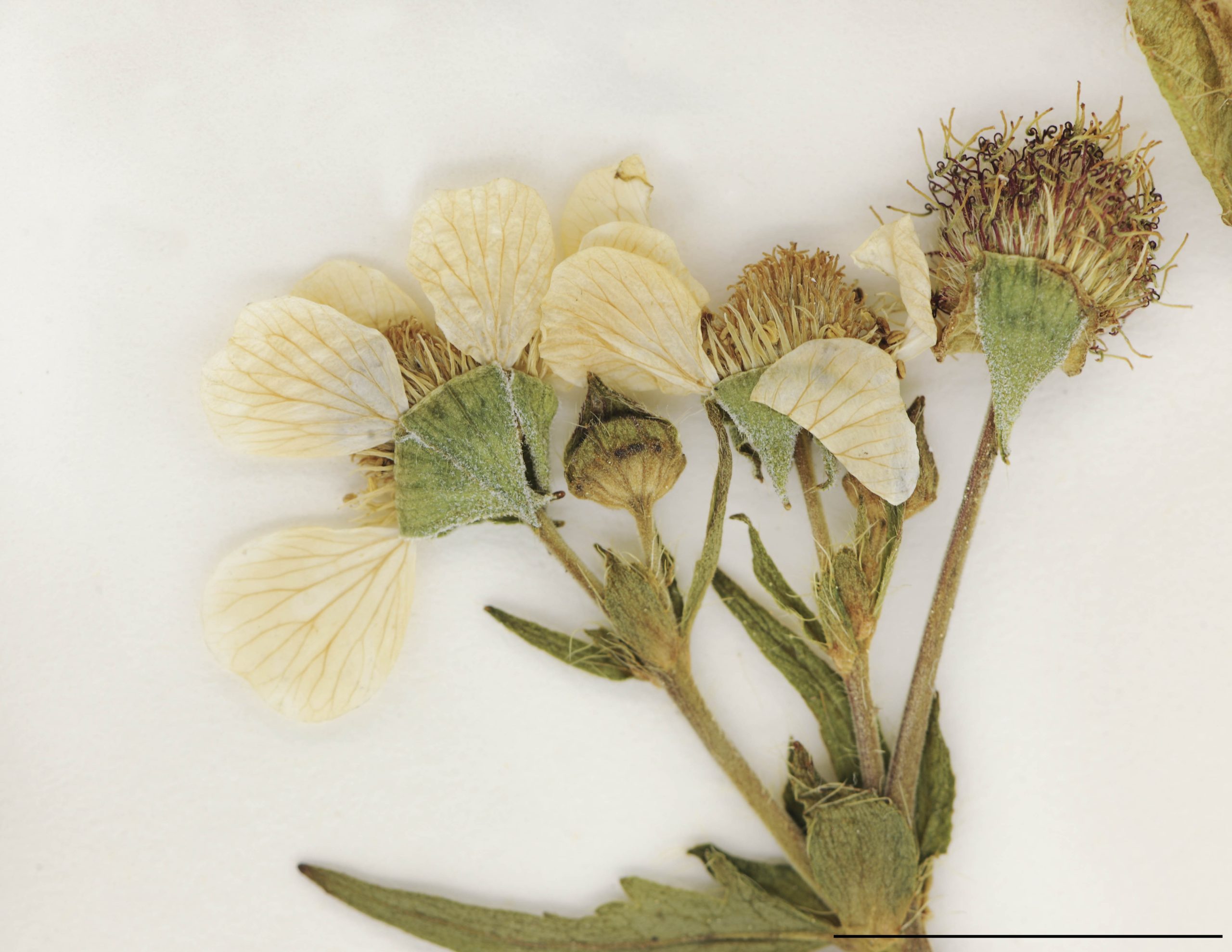 Feuilles basilaires lyrées-pennées, à lobe terminal très grand, réniforme ou orbiculaire