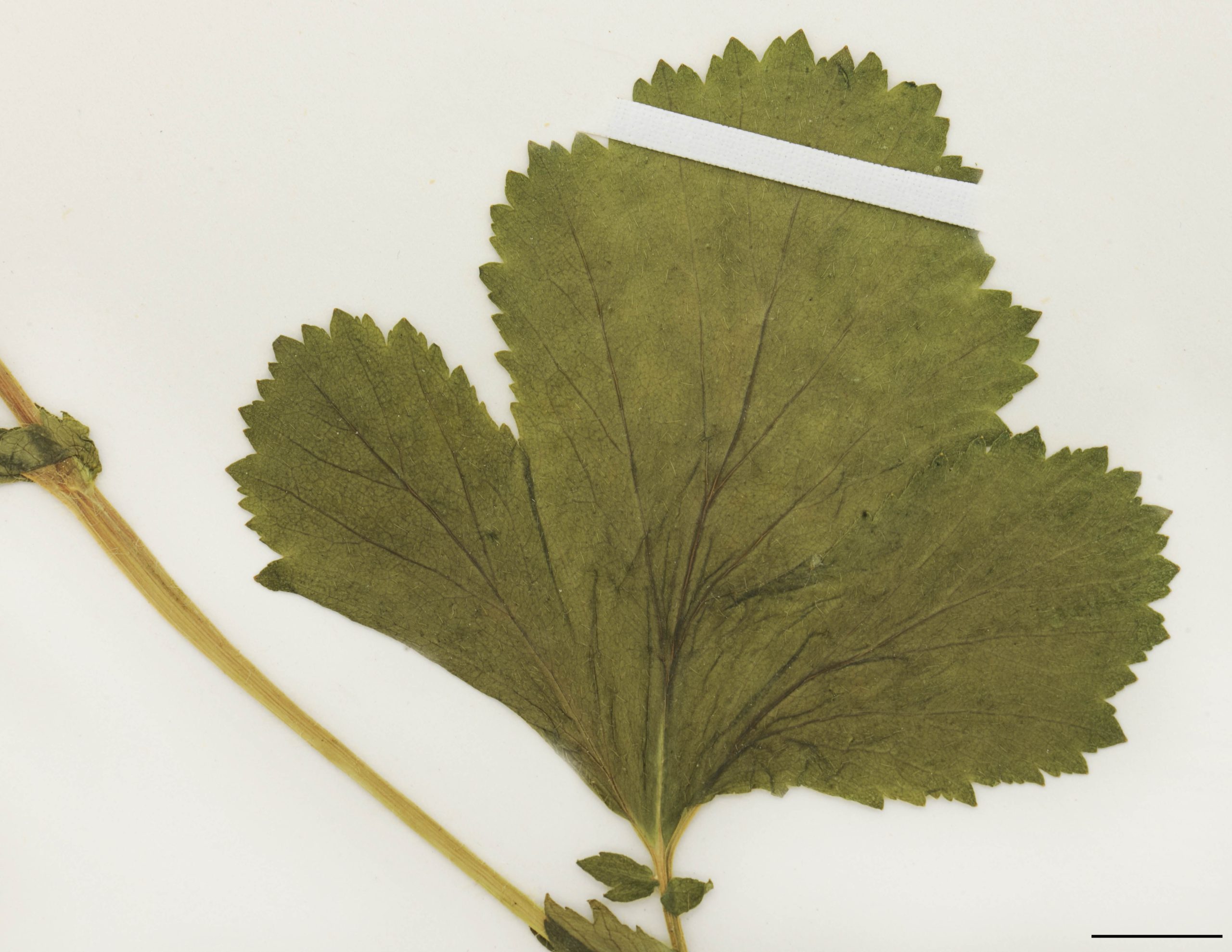 Feuilles basilaires lyrées-pennées, à lobe terminal très grand, réniforme ou orbiculaire