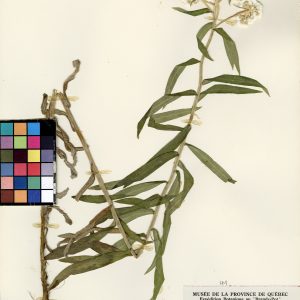 Immortelle blanche