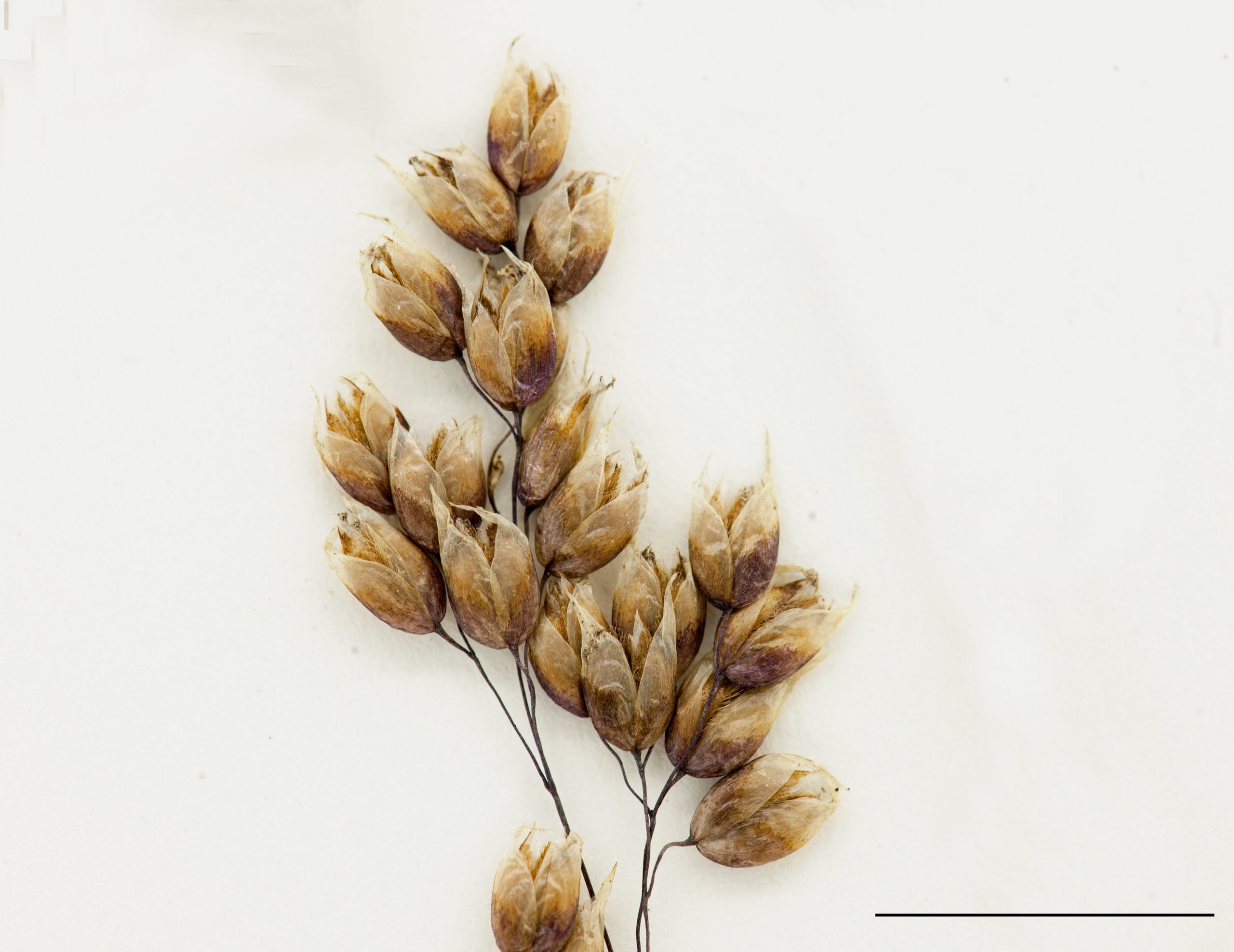 Section d'une panicule, épillets comprimés