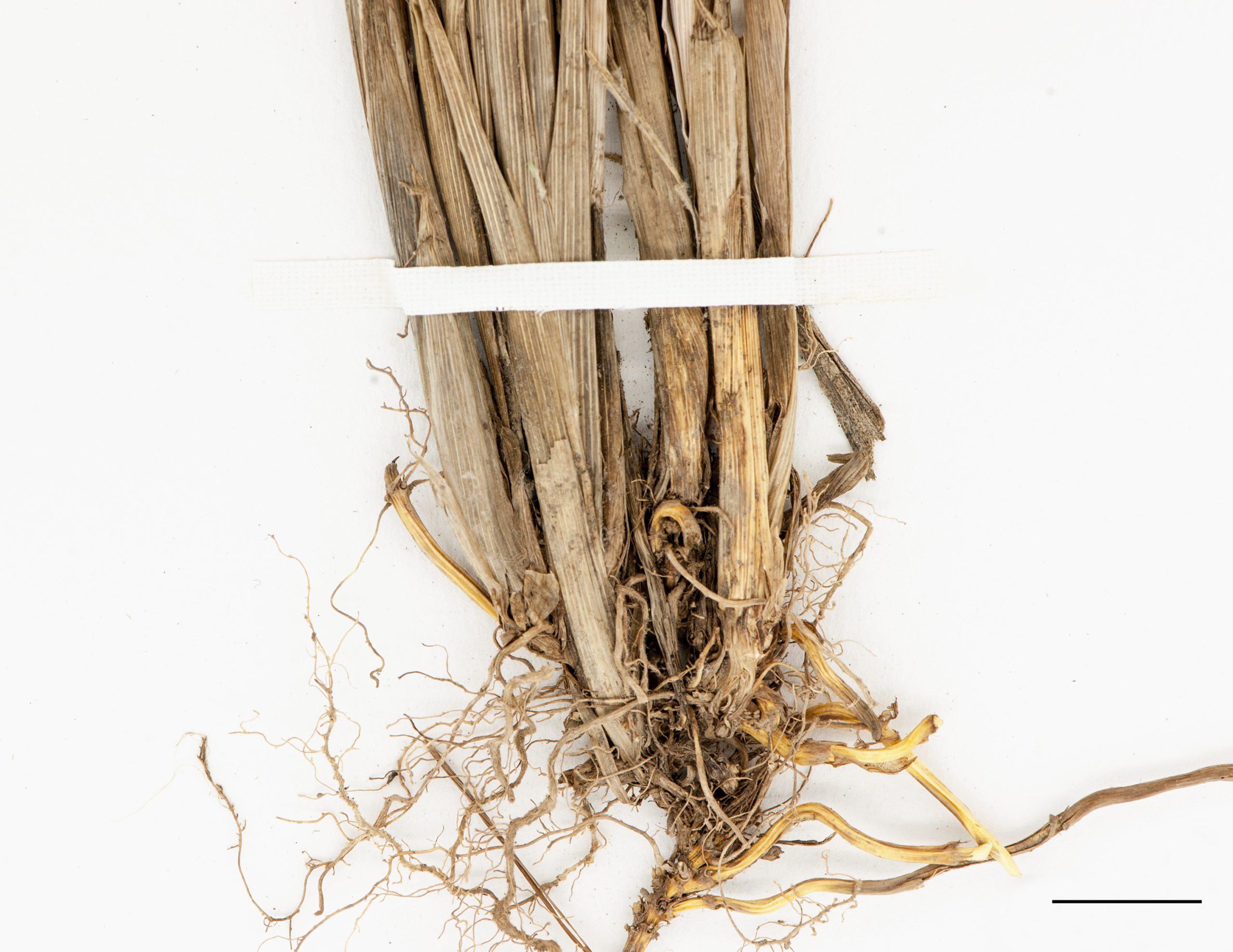 Rhizomes courts, racines fasciculées