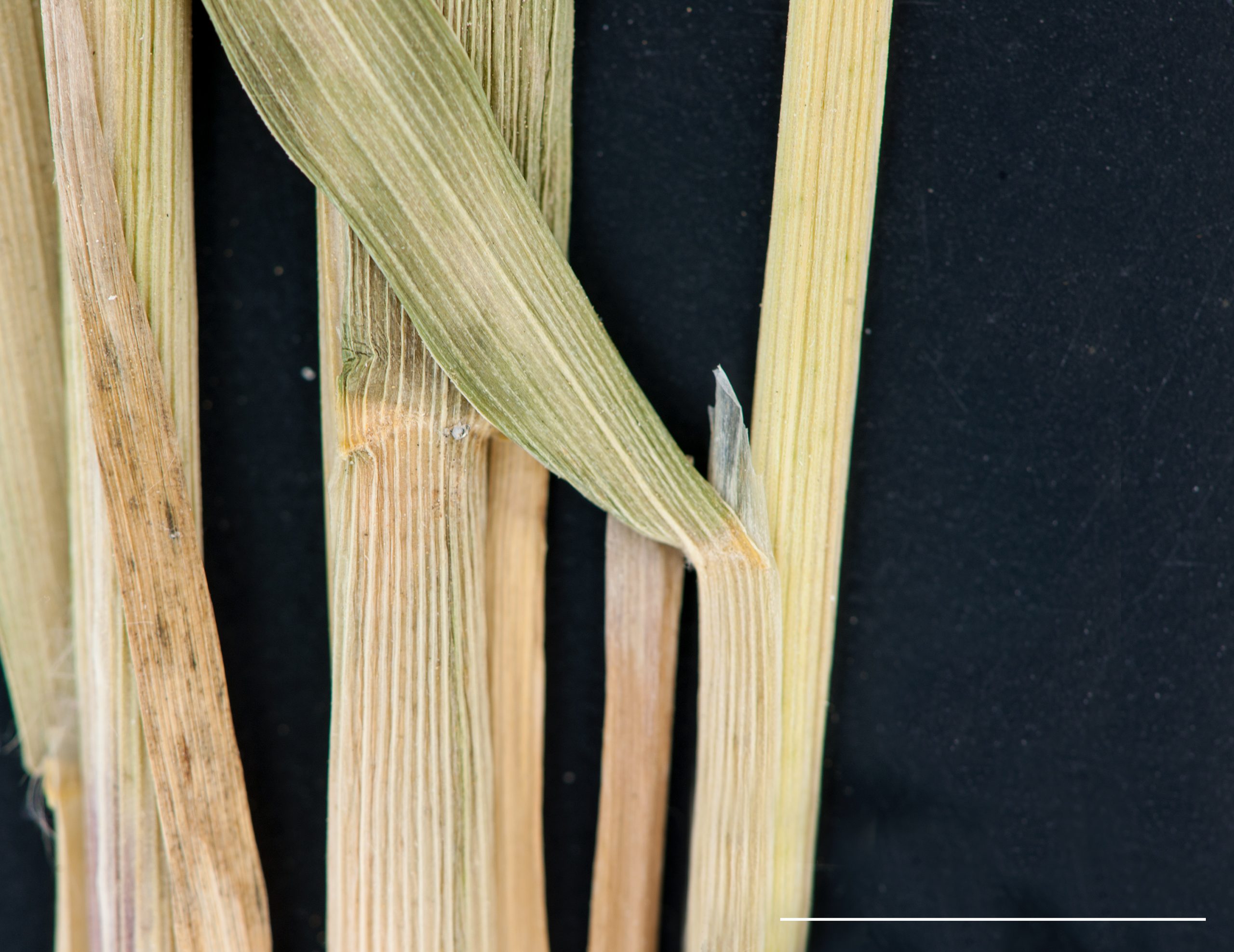 Ligule membraneuse longue, gaine glabre