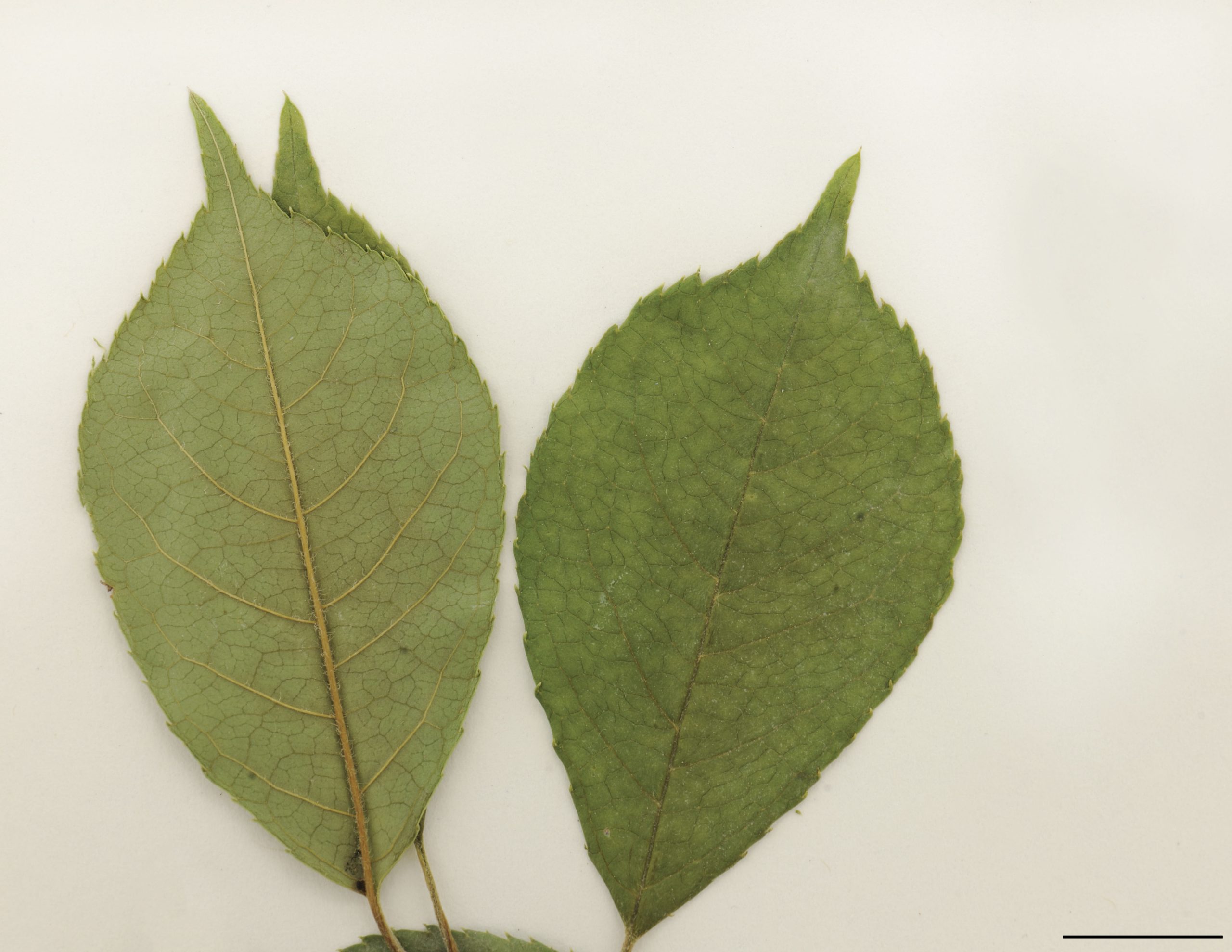 Feuilles alternes, ovées, elliptiques ou oblongues-lancéolées, aiguës ou acuminées au sommet, denticulées