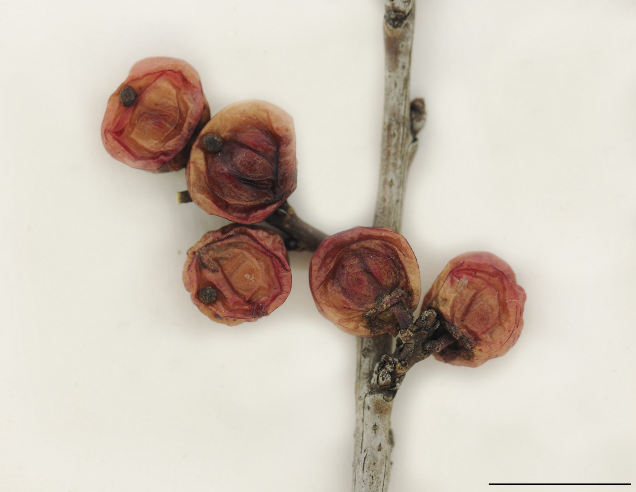 Drupes globuleux ou ellipsoïdes, rouges ou orangés, charnus, 5 à 8 mm de diamètre, à pédoncule très court, persistants après la chute des feuilles
