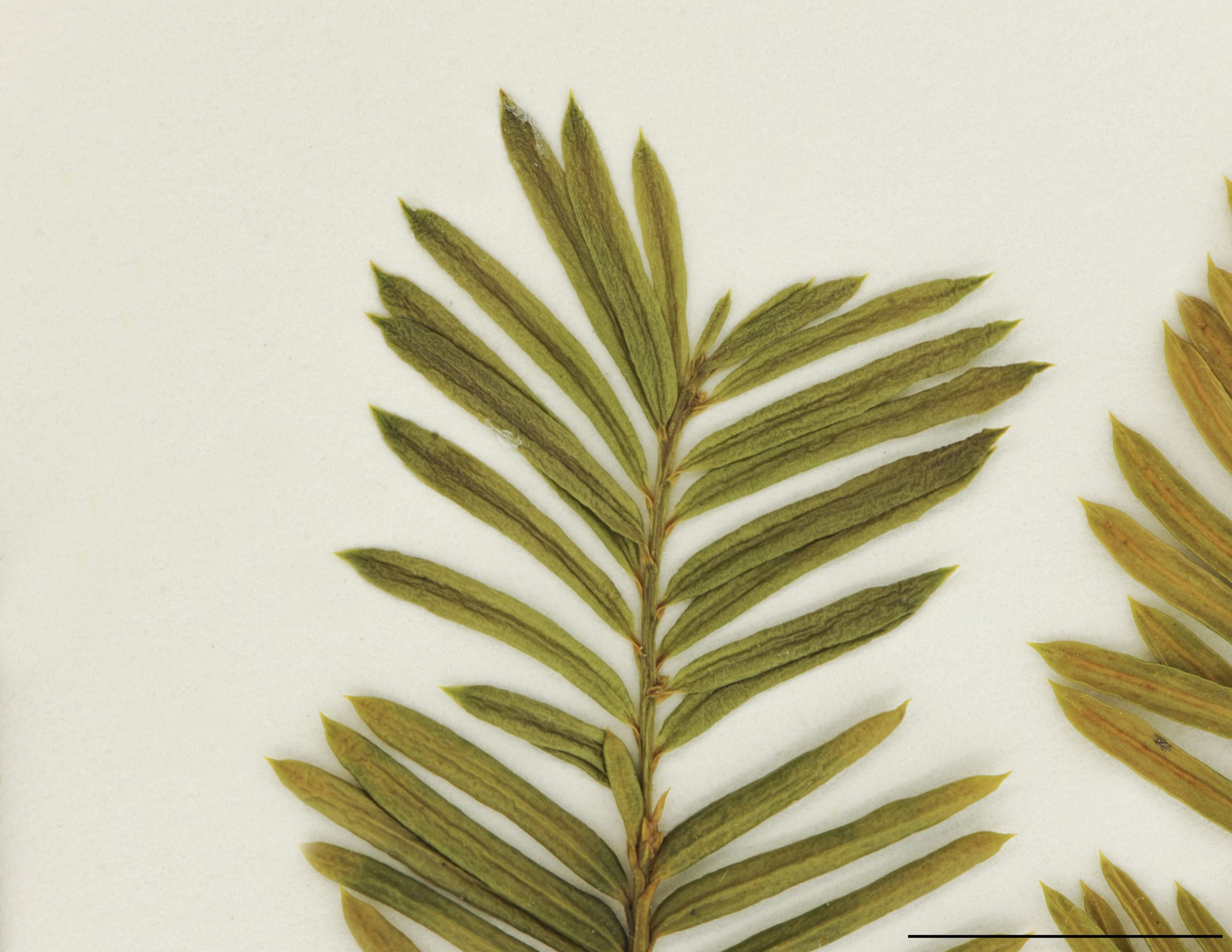 Aiguilles 1 à 2 cm de long, planes, mucronées, vert foncé au-dessus, vert pâle au-dessous, persistantes