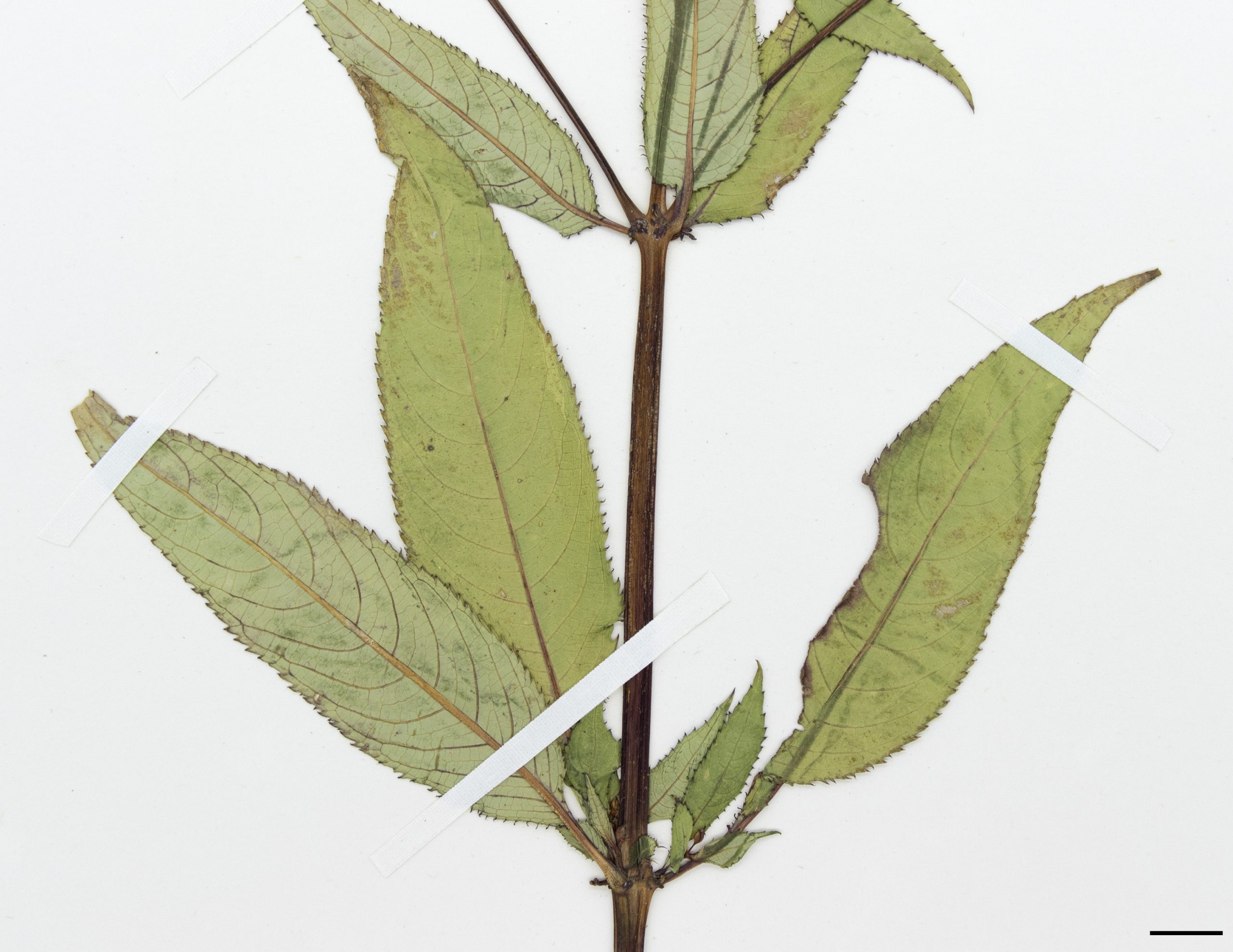 Feuilles opposées ou en verticille de 3, avec des nervures rosées