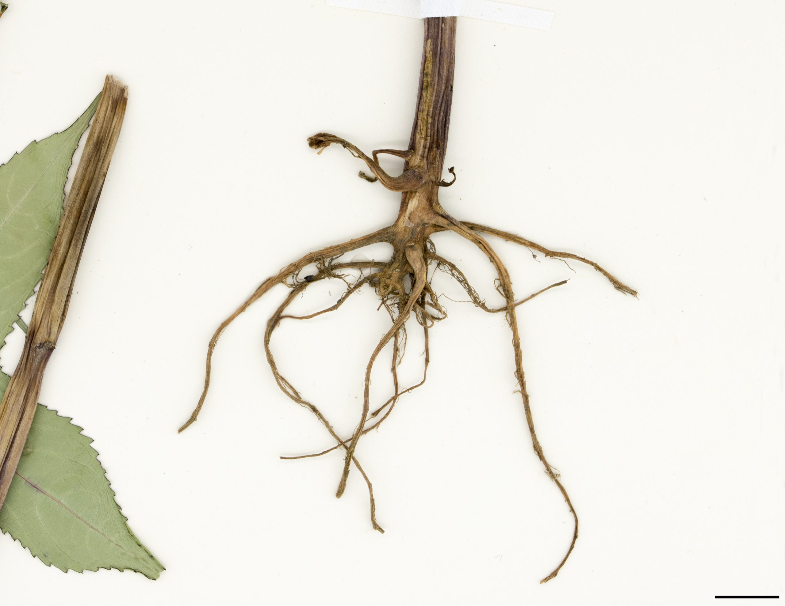 Racines peu développées