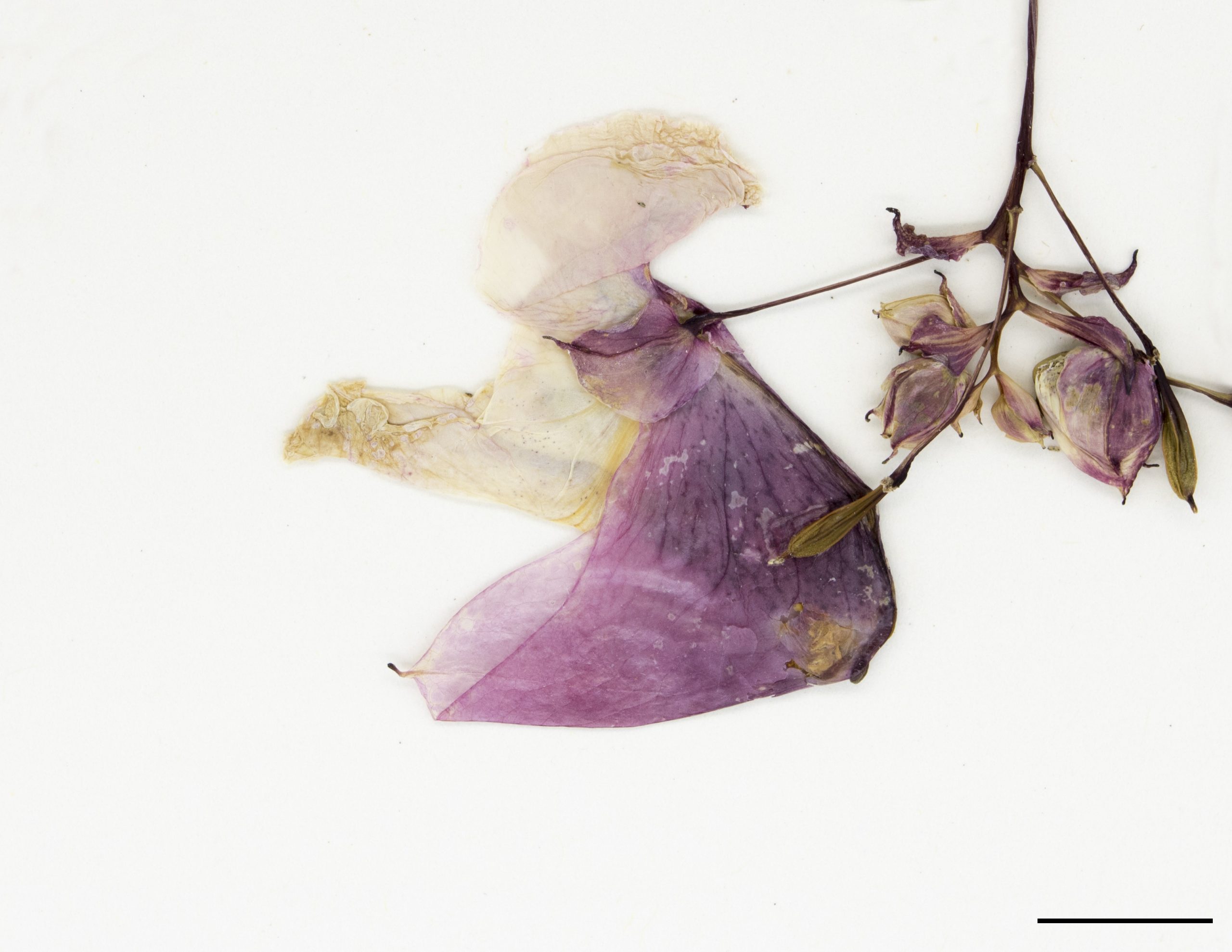 Fleur irrégulière en forme de sac, rose pourpre