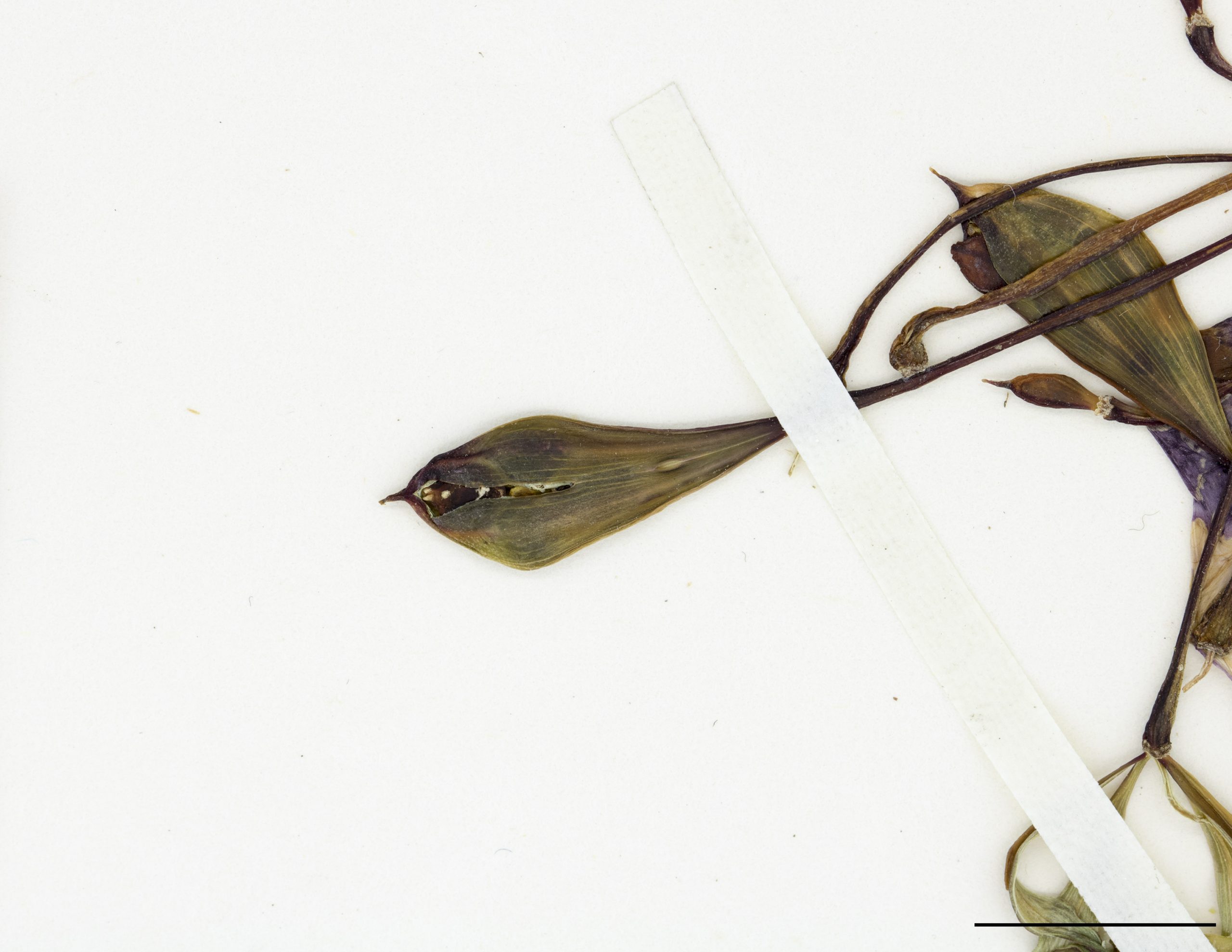 Le fruit est une capsule divisée en 5 sections, à déhiscence explosive