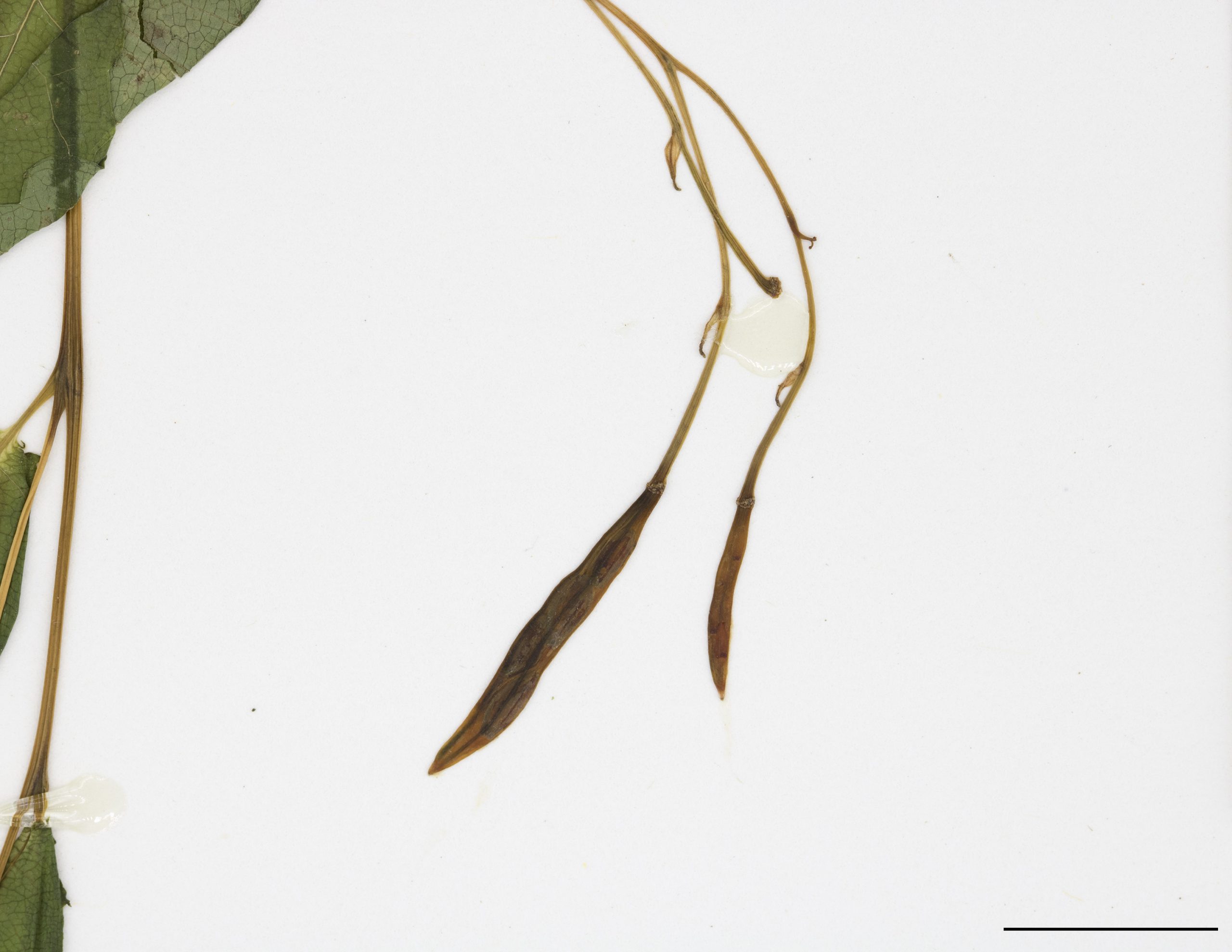 Le fruit est une capsule munie d’une déhiscence explosive