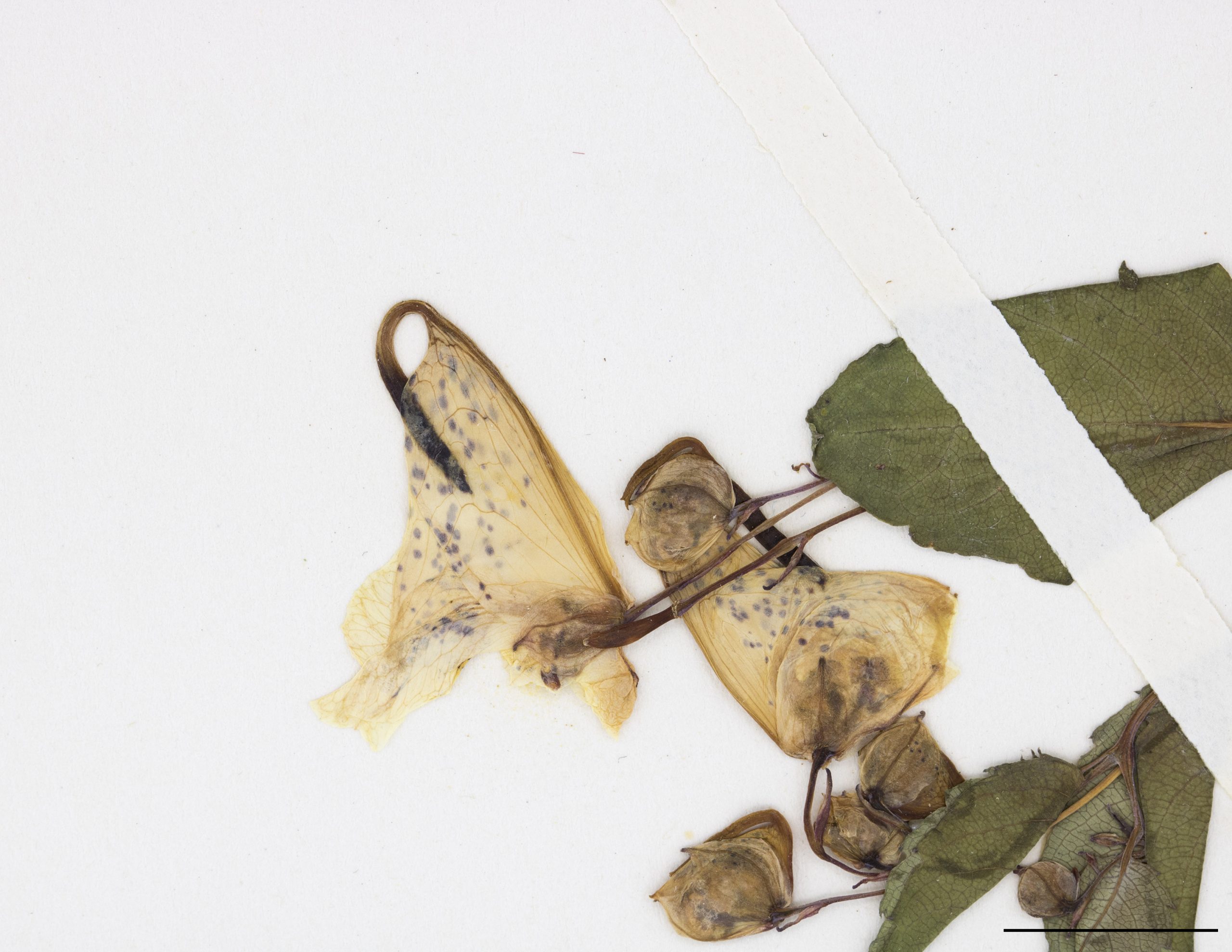Fleur irrégulière en forme de sac, orange et tachetée de rouge