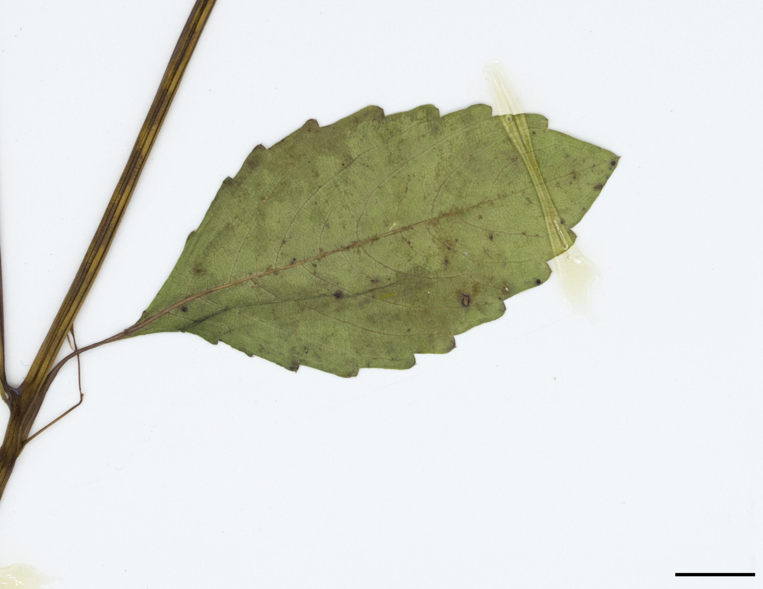 Feuille alterne de forme elliptique à ovale et à marge dentée