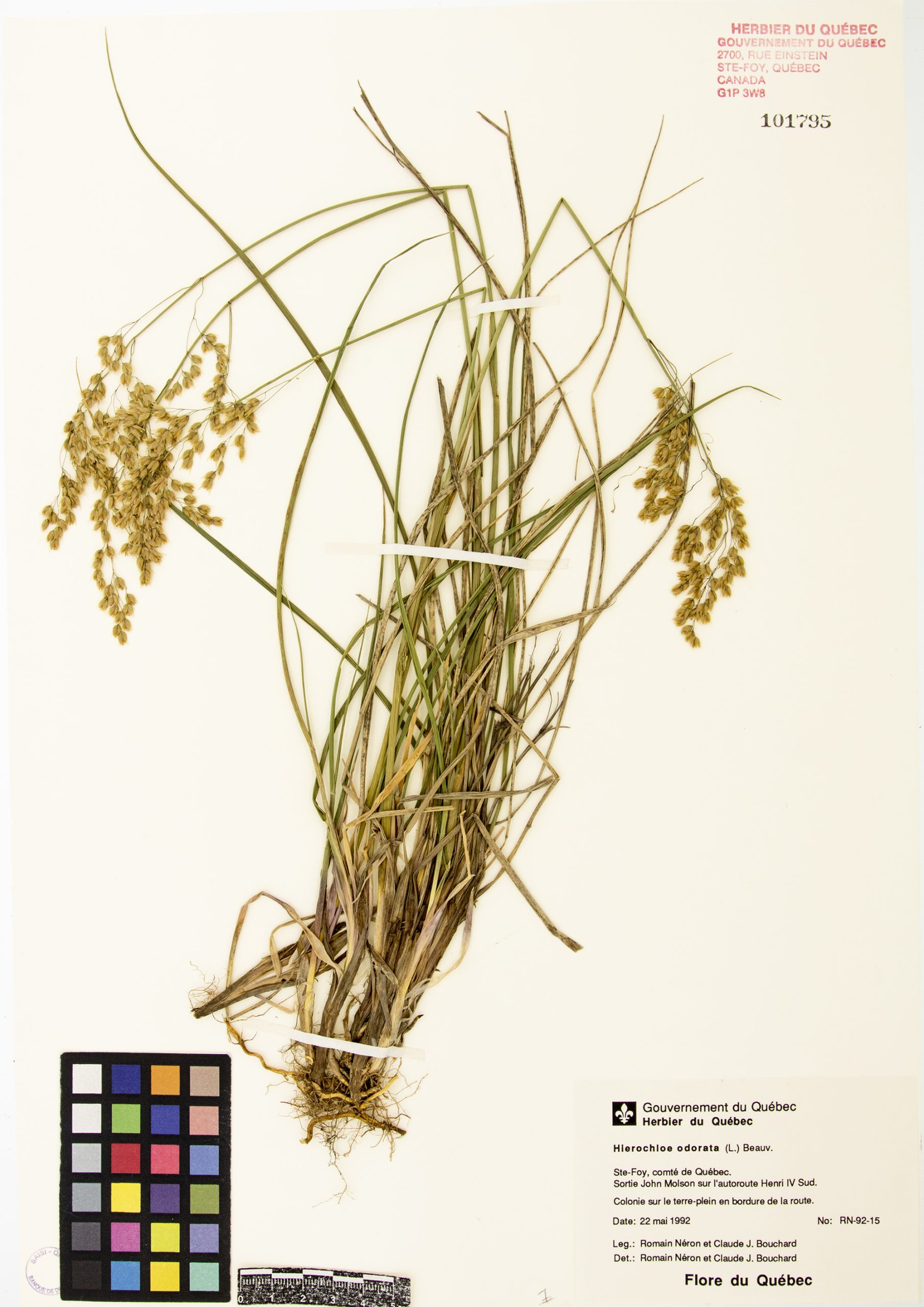 Hiérochloé odorante