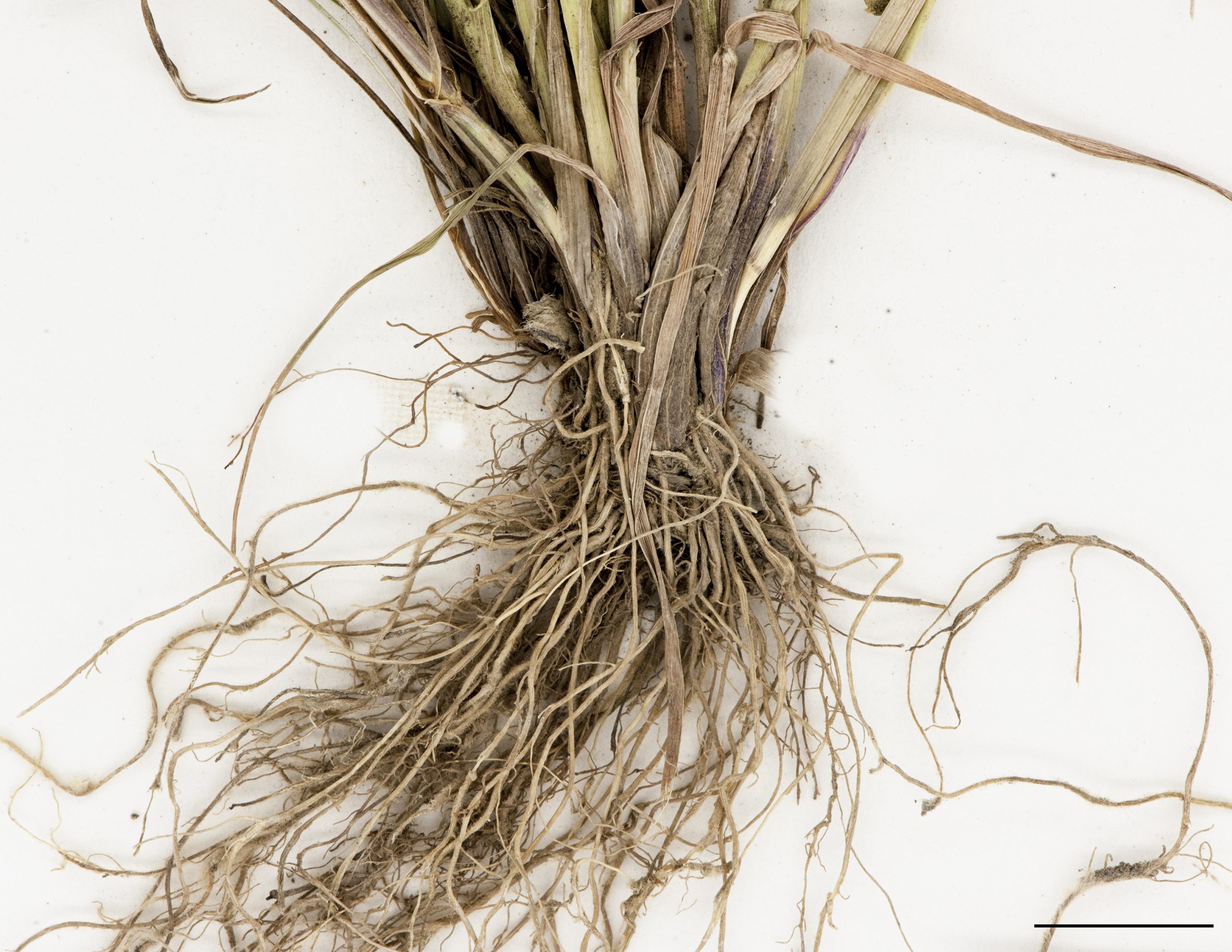 Base d'un plant, racines fibreuses