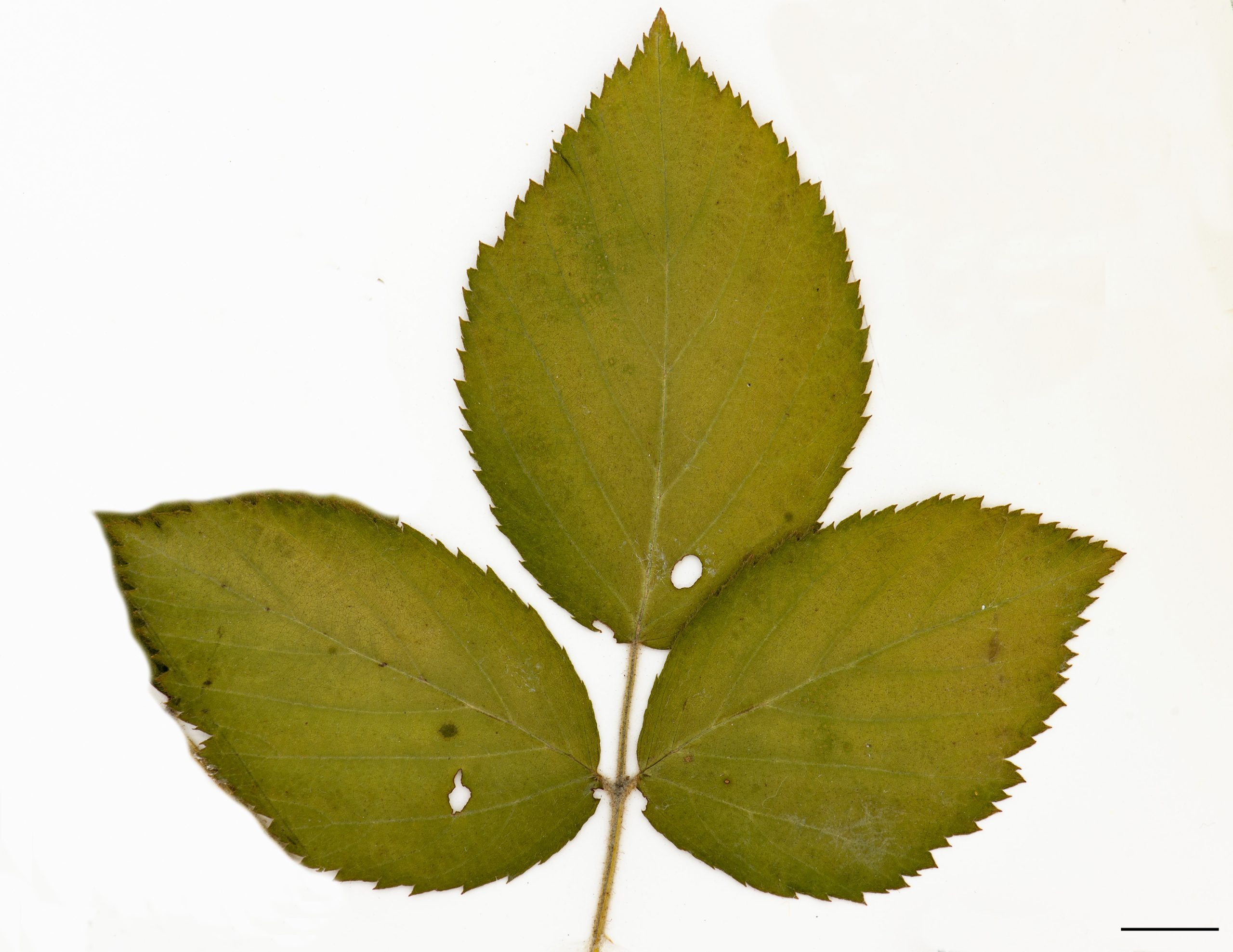 Feuille, pousse de 2°année