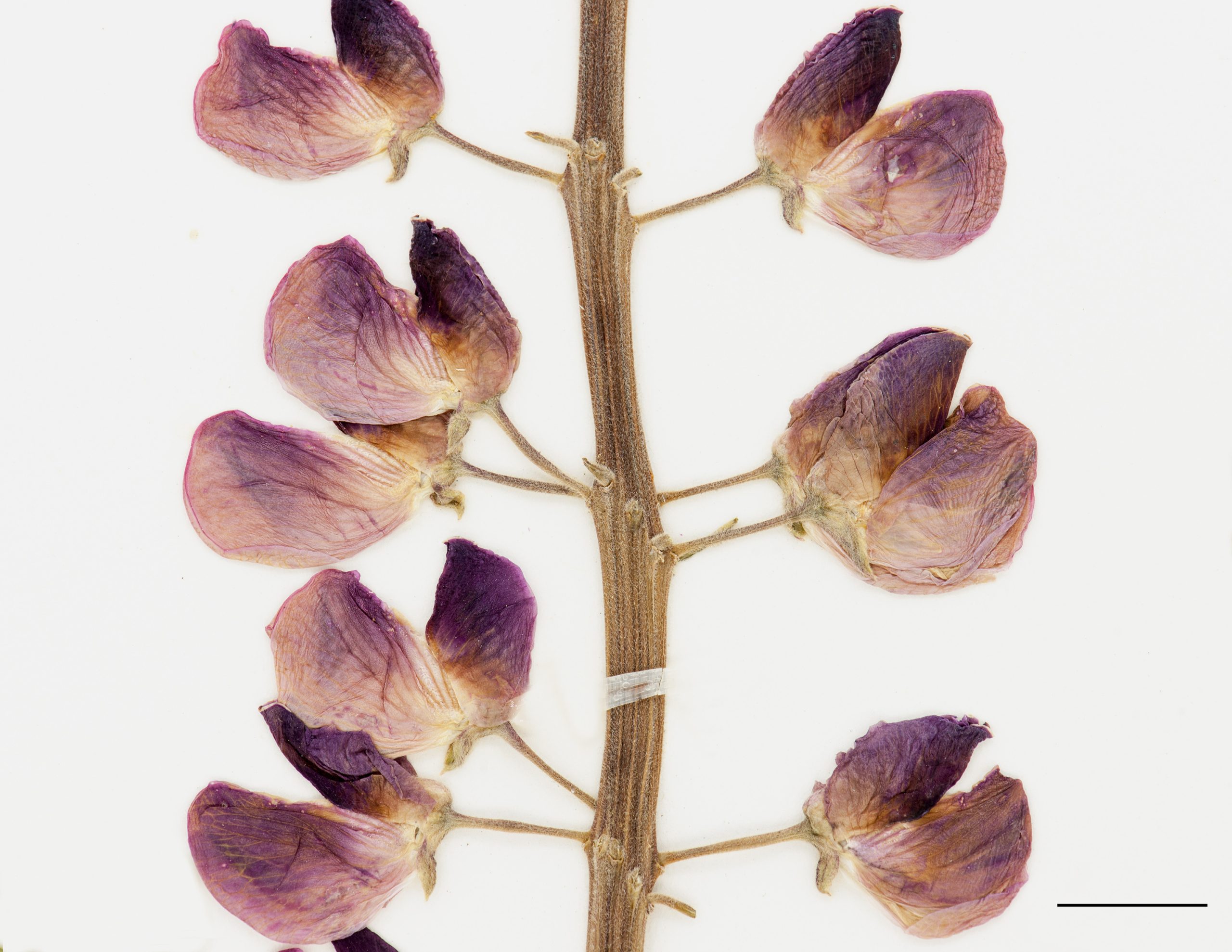 Section d'une inflorescence, fleur bleu