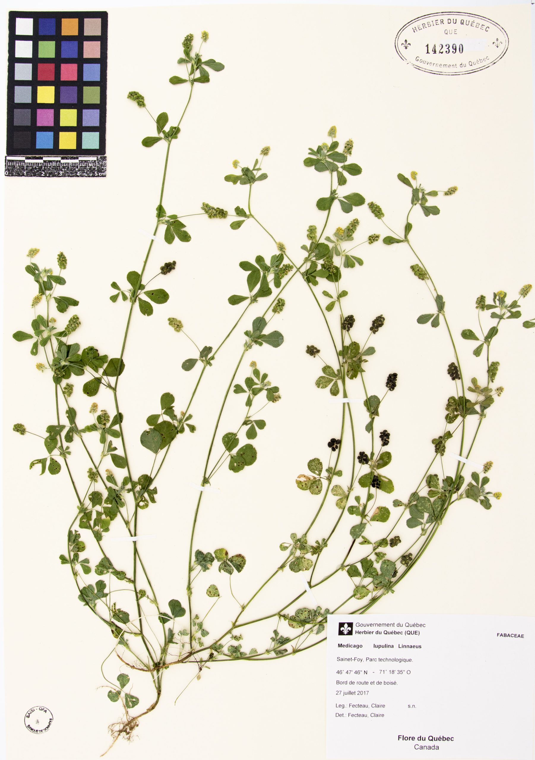 Feuille trifoliée
