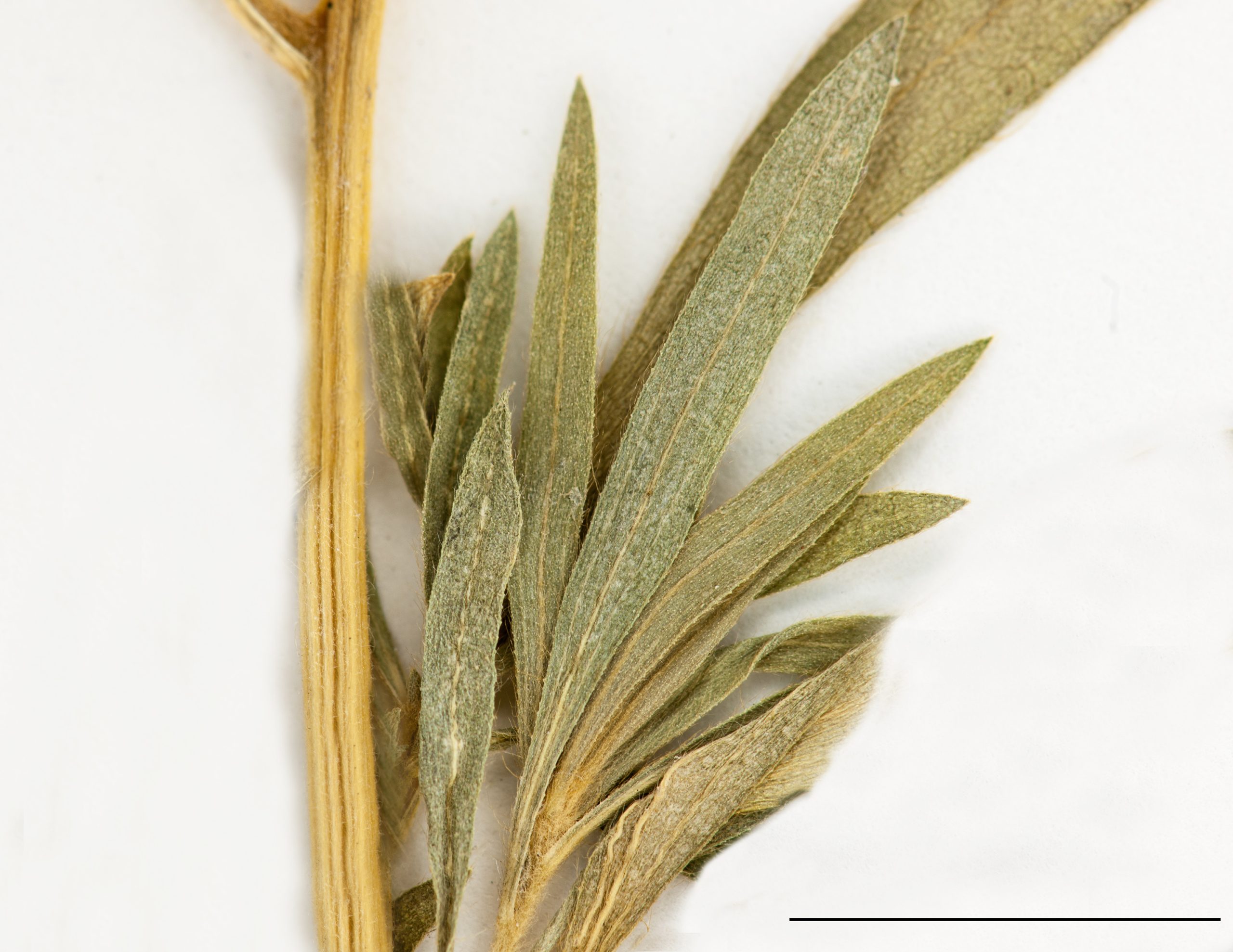 Feuilles linéaires ou lancéolées, sessiles