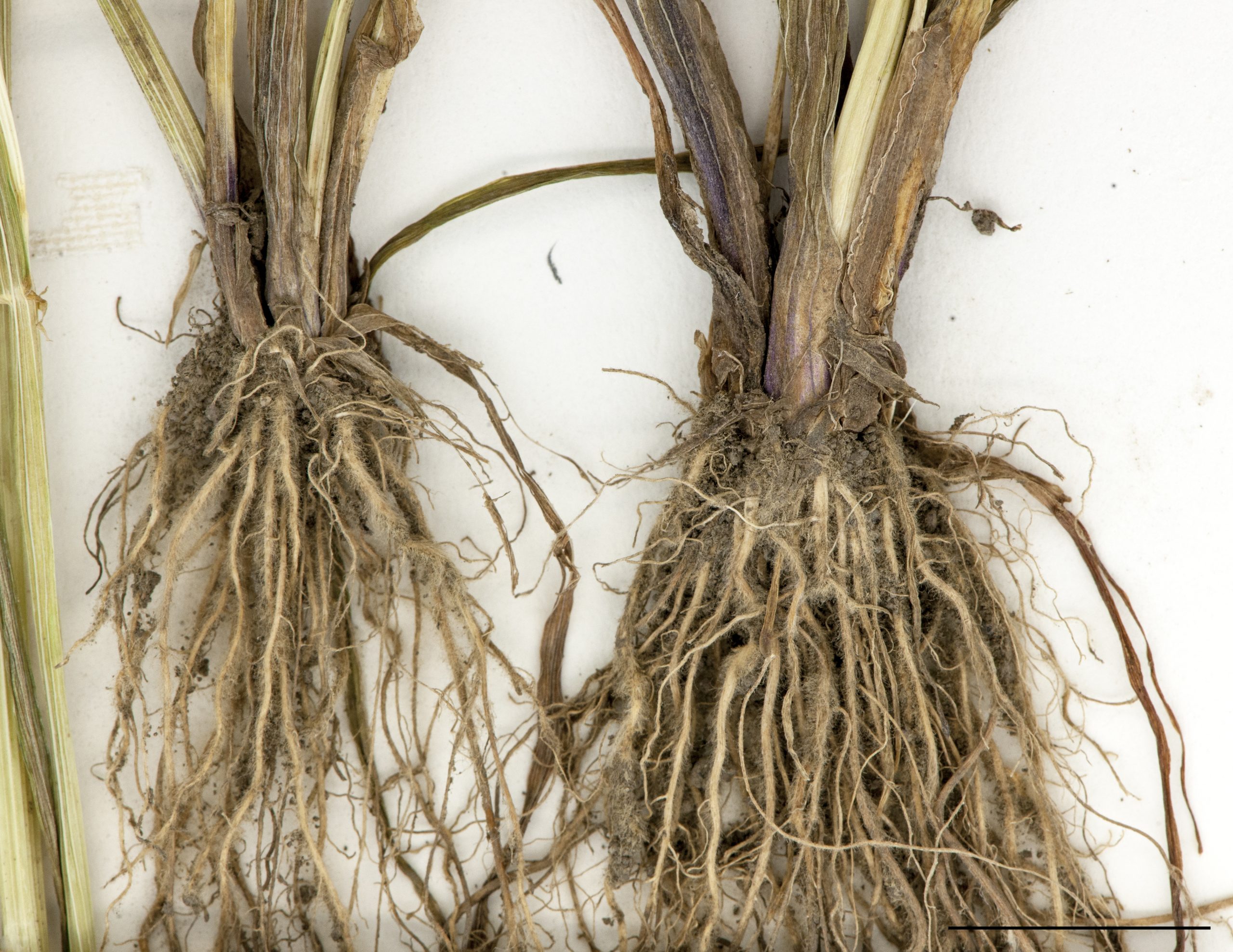 Base de plants, racines fibreuses