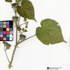 Abutilon à pétales jaunes