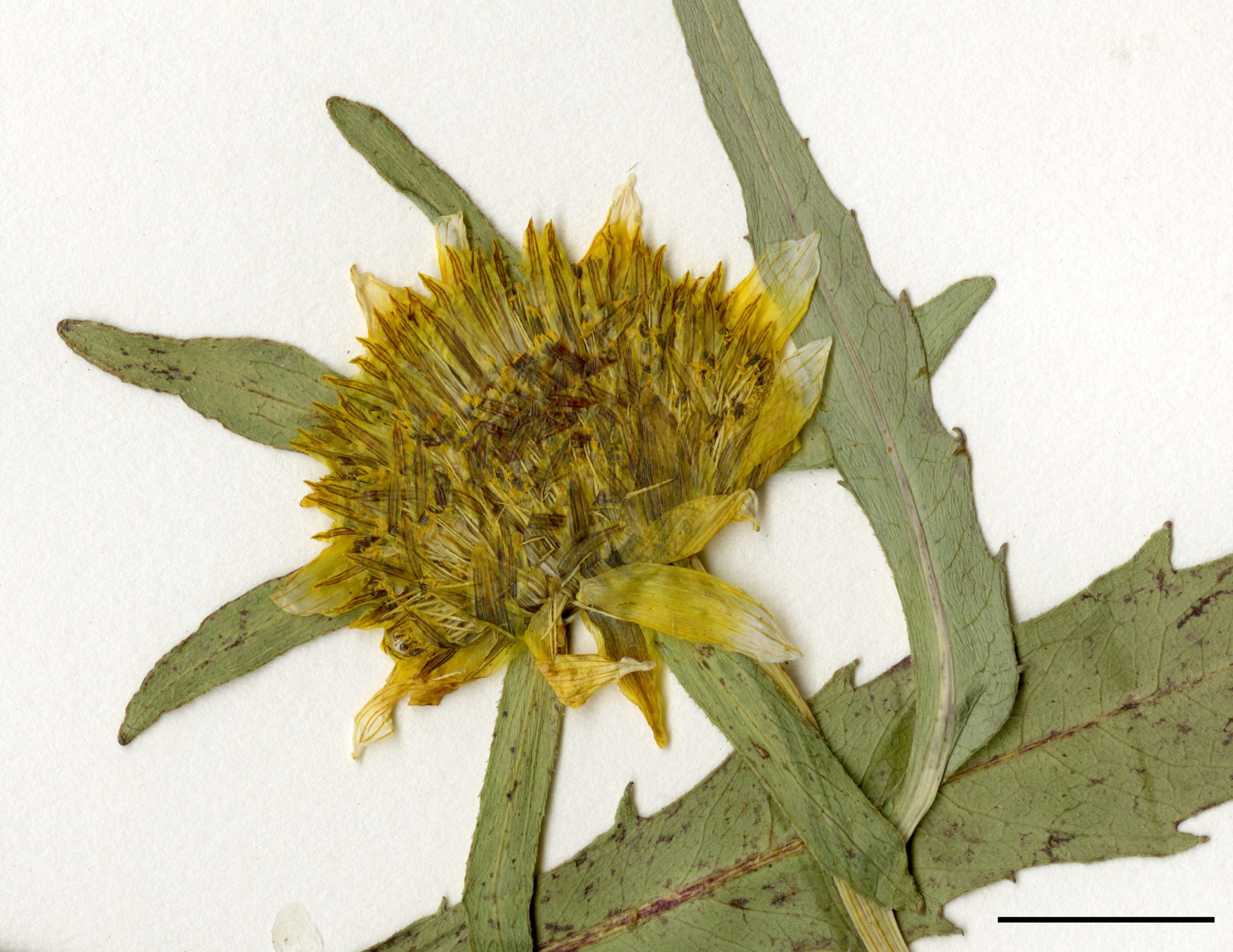 Fleurs jaunes, généralement à 8 rayons, de 3 à 5 cm de diamètre.