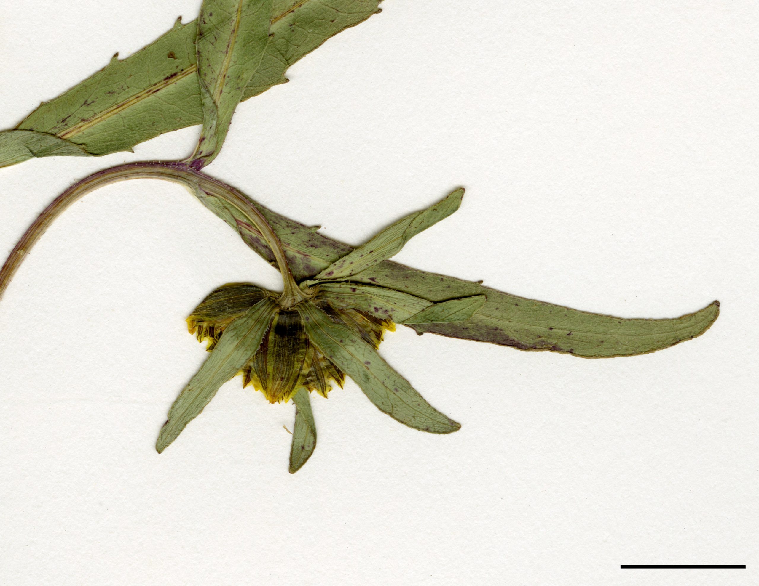 Capitules hémisphériques, recourbés après la floraison.