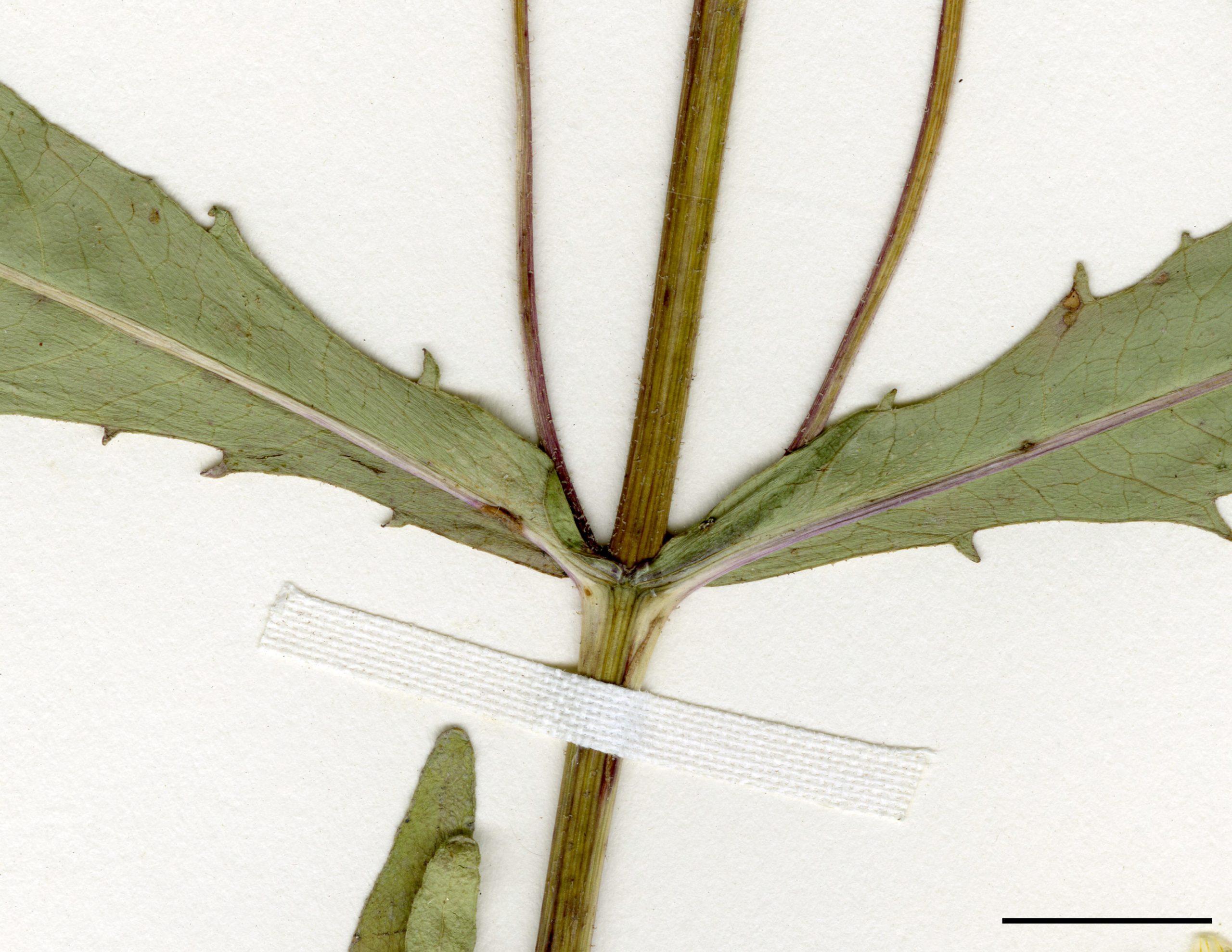 Feuilles opposées, plus ou moins soudées à la base.