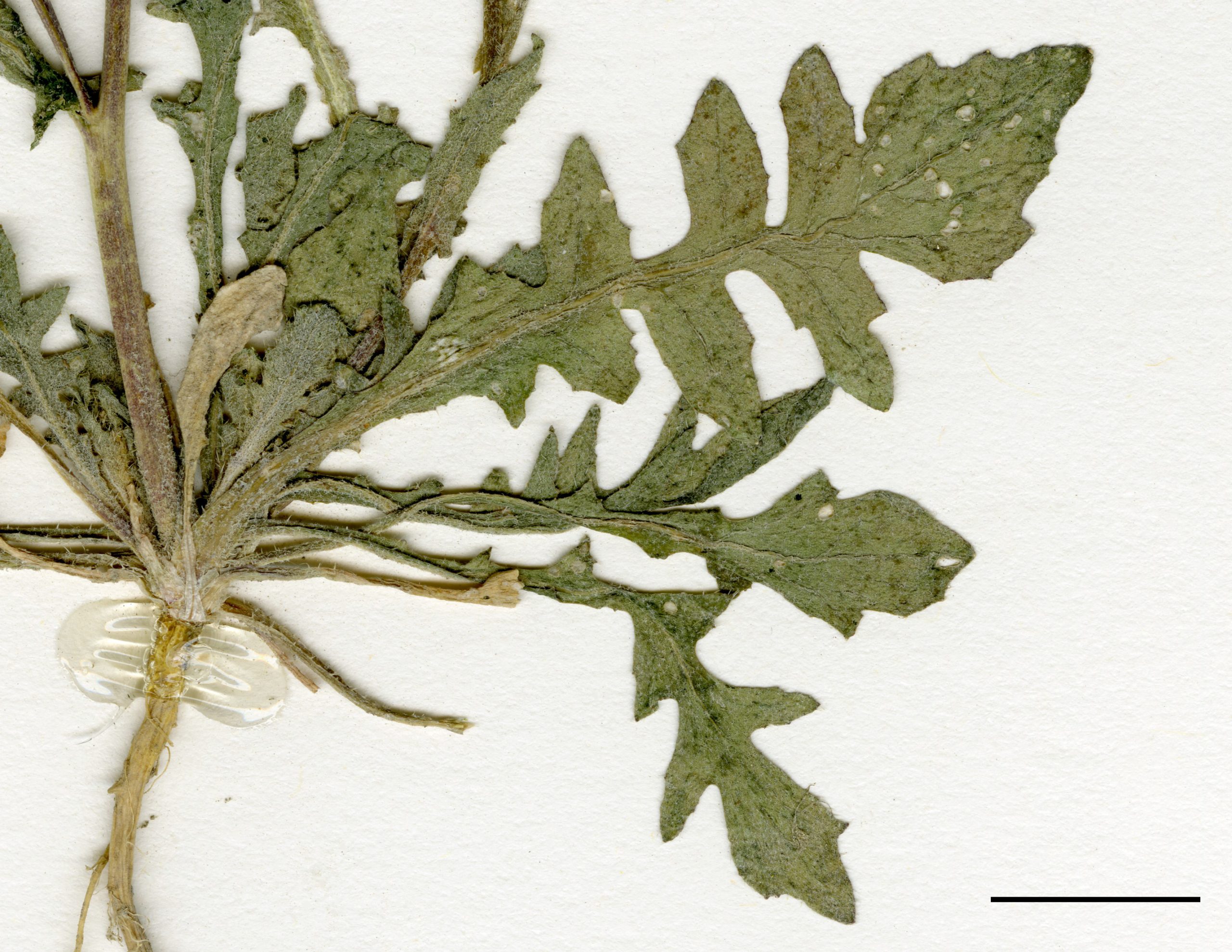 Feuilles de la rosette généralement profondément lobées, parfois seulement sinuées.