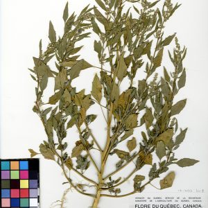 Chénopode blanc