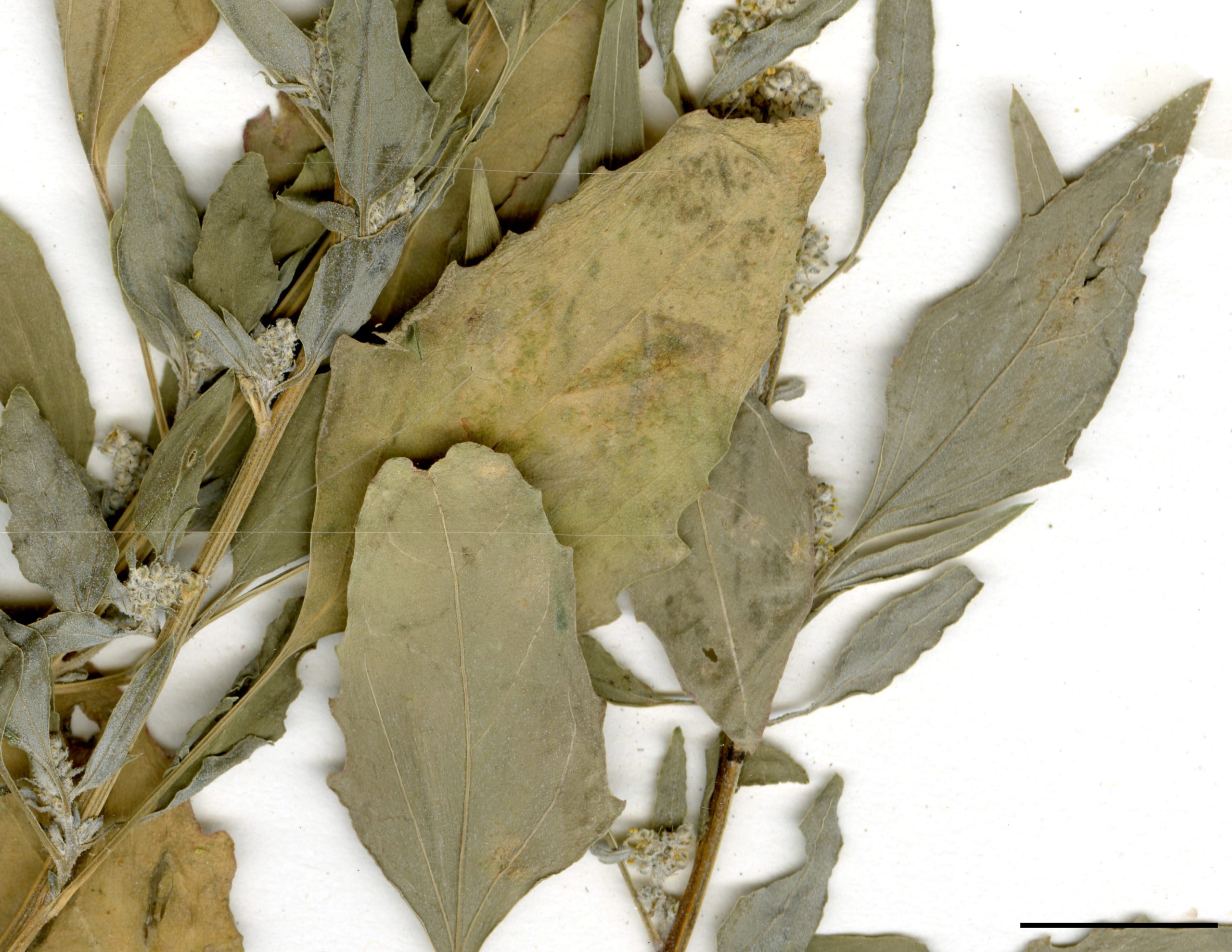 Feuilles ovées grossièrement dentées.