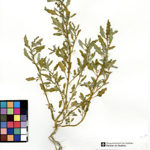 Chénopode glauque