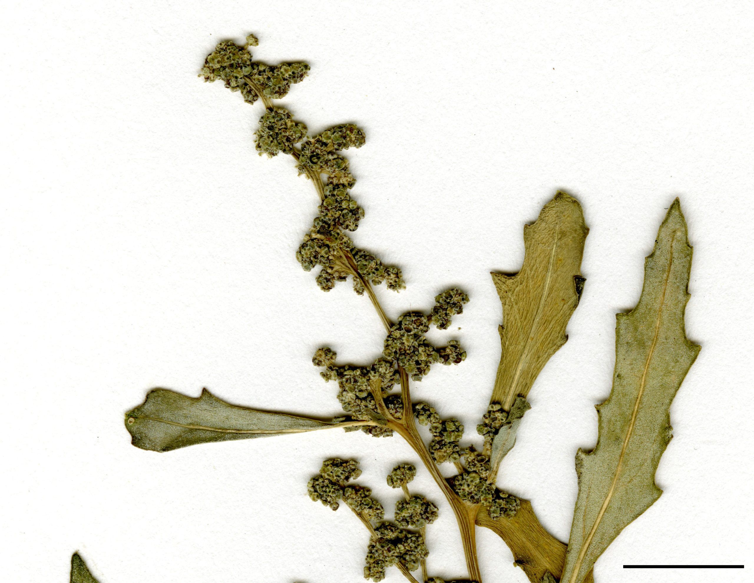 Glomérules de petites fleurs verdâtres à l'aisselle des feuilles et au sommet de la tige.