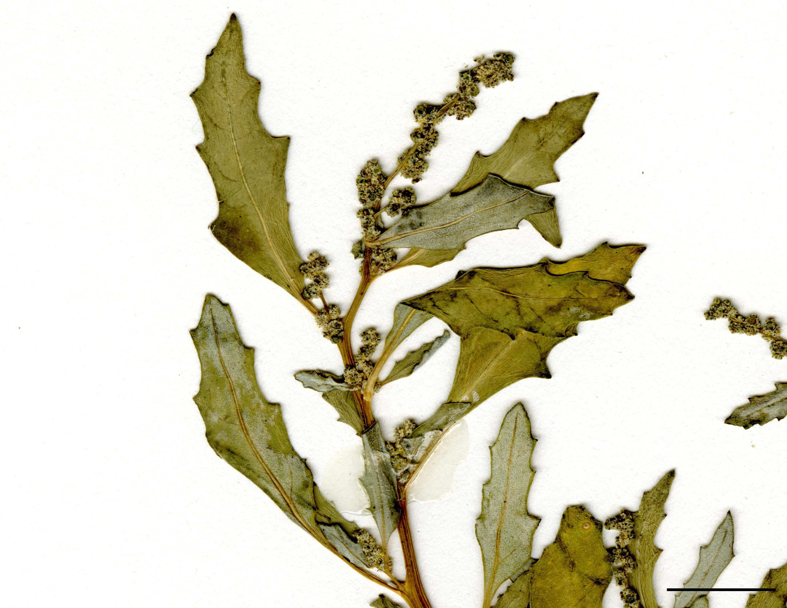 Feuilles allongées, sinuées-dentées.