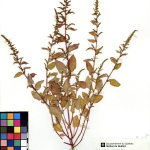 Chénopode polysperme