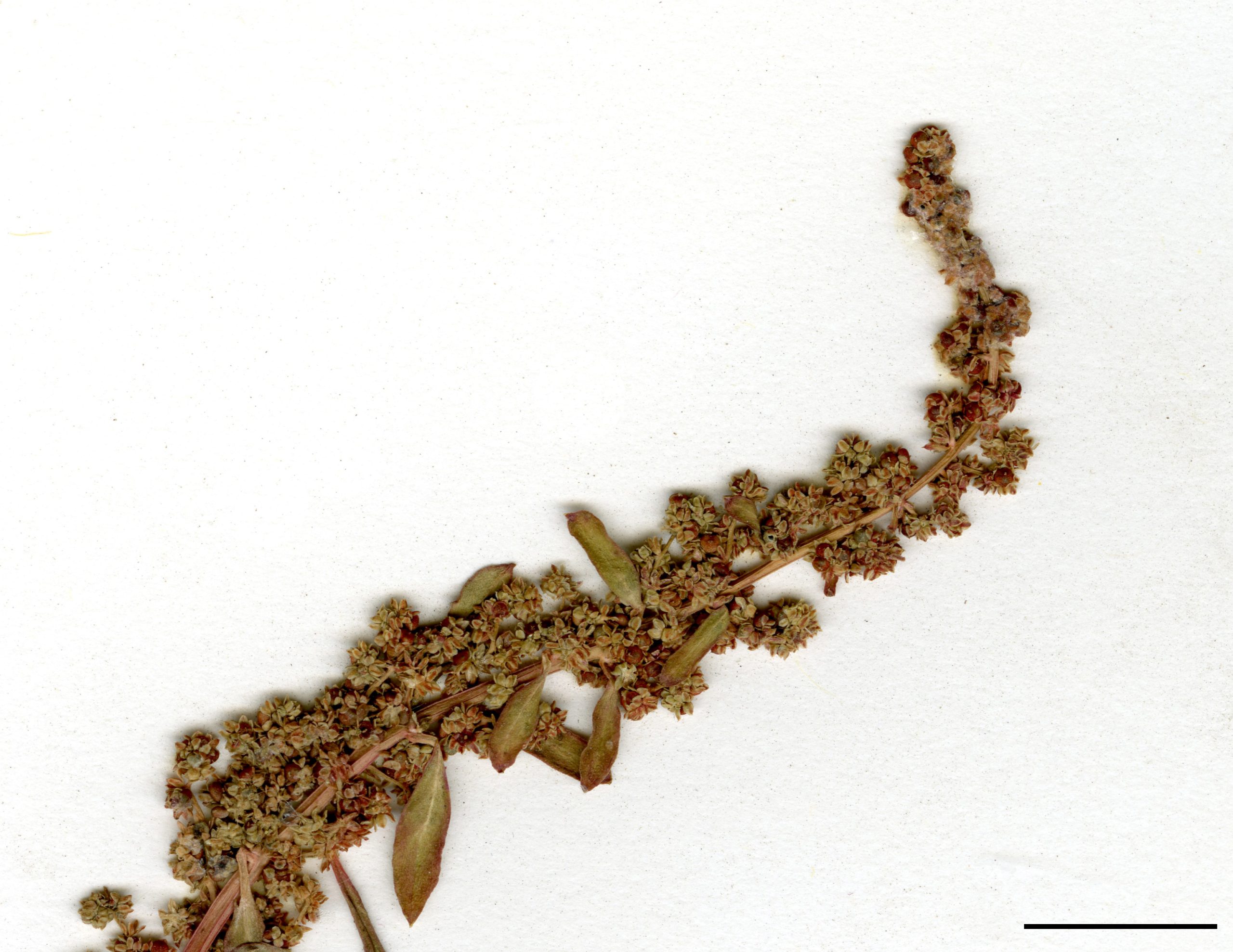 Nombreuses petites fleurs verdâtres à rougeâtres, réunies en grappes à l'aisselle des feuilles et au sommet des tiges.