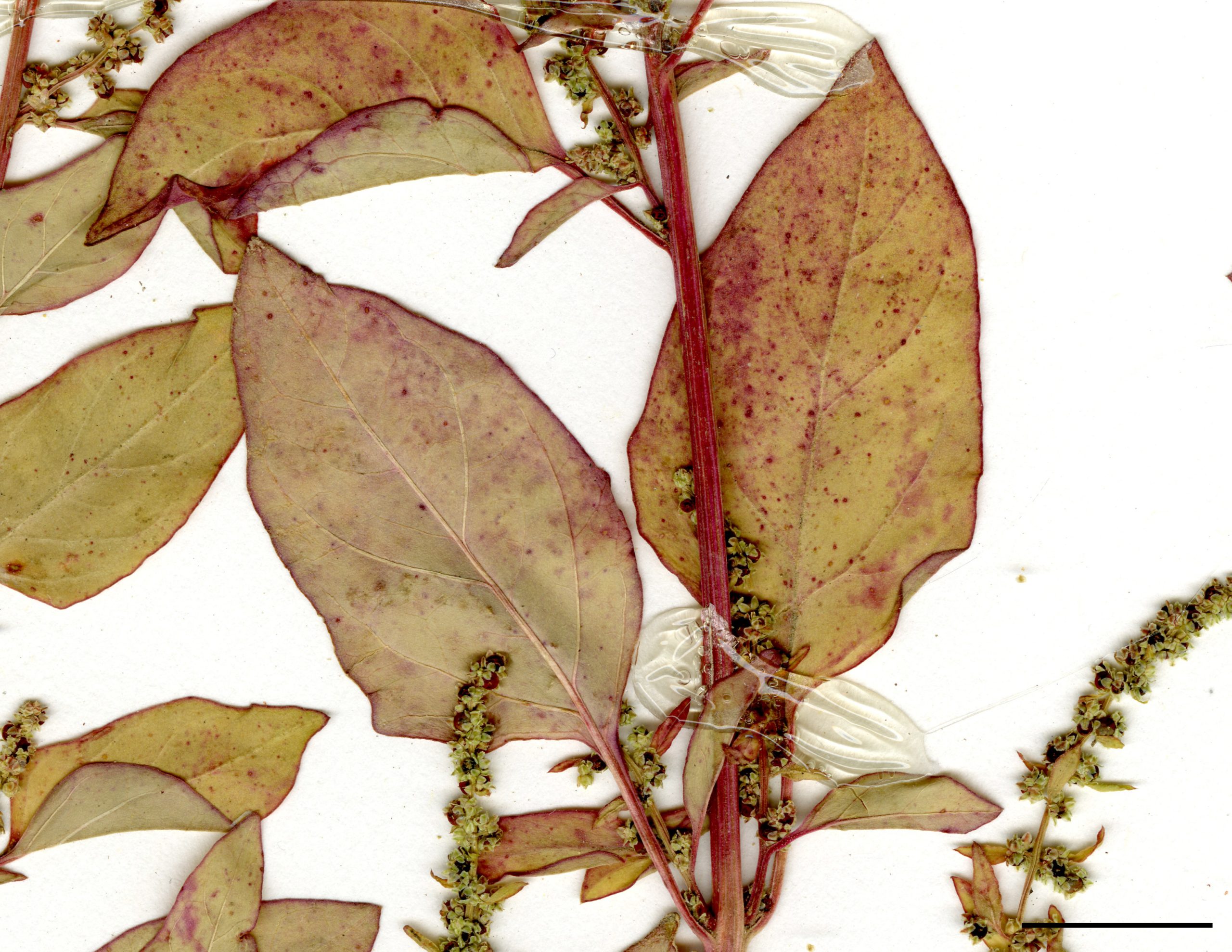 Feuilles entières ou presque, étroitement ovées.