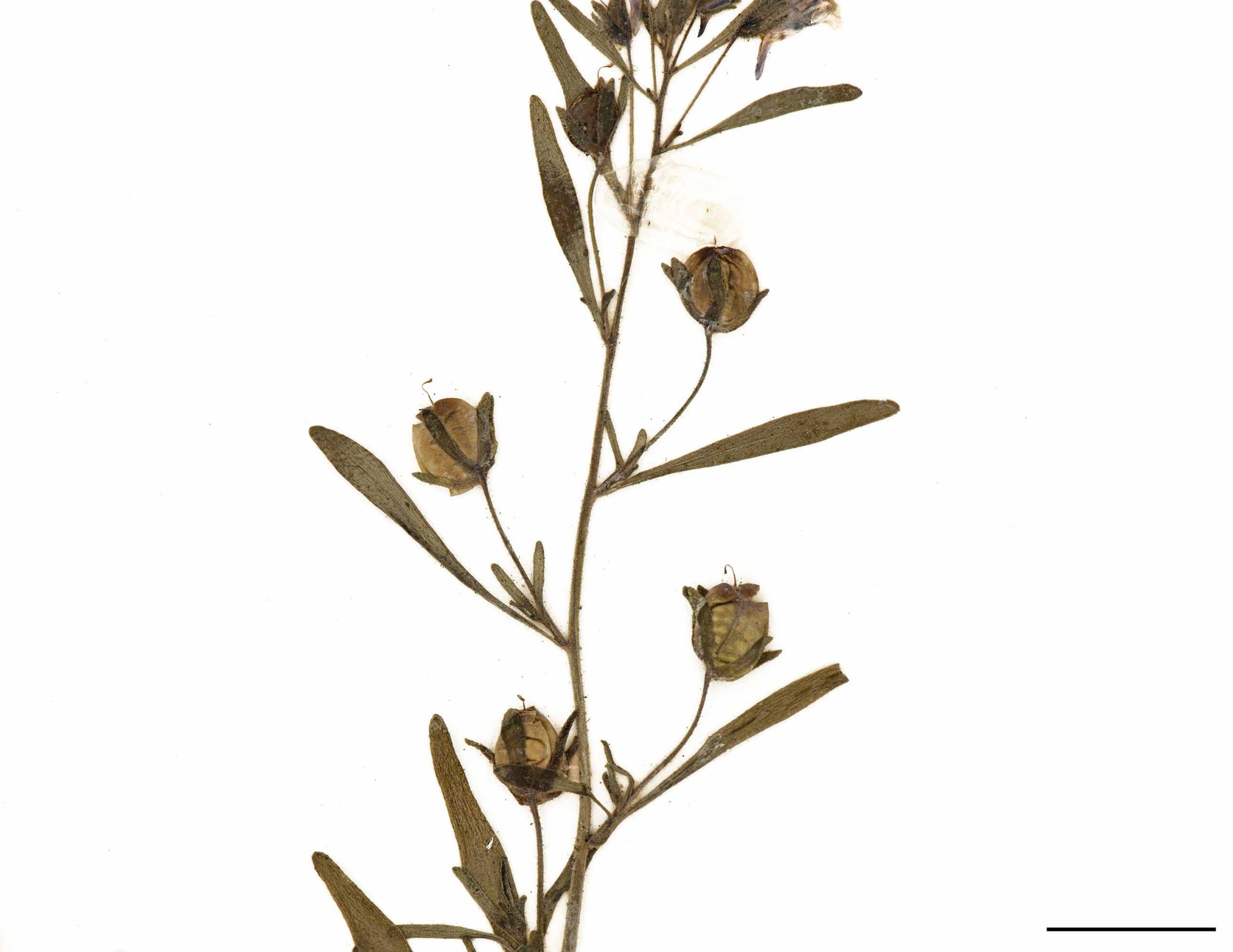 Feuilles alternes, linéaires à oblancéolées, à peine pétiolées.